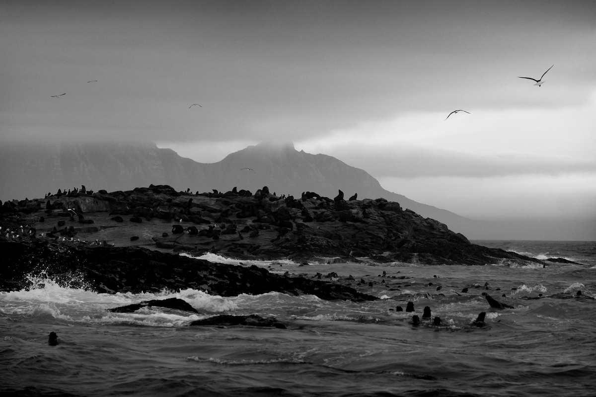 Seal Island 