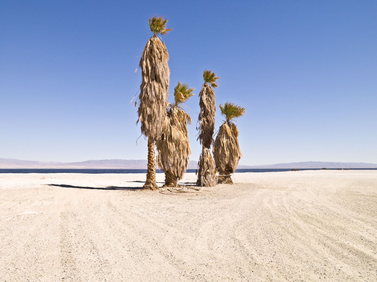 1salton_tree_family_hero2