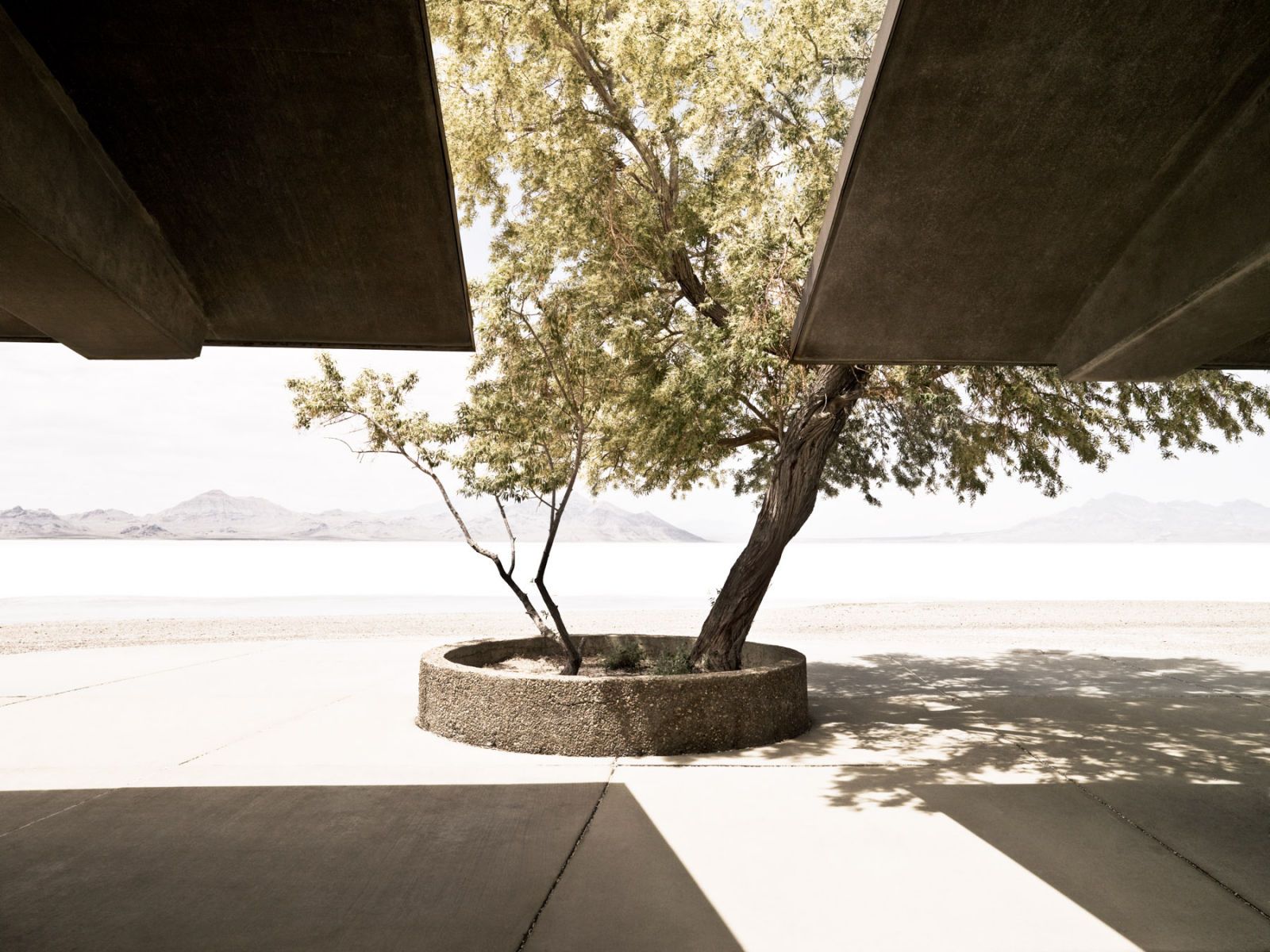 1salt_tree_shade_1_hero