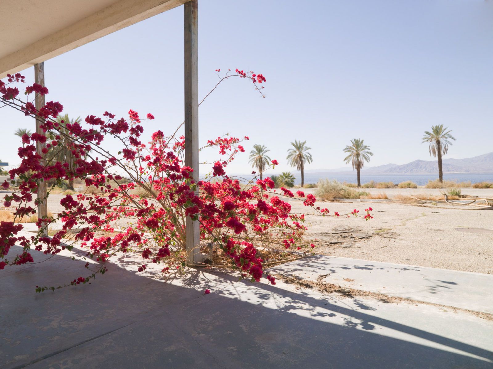 1salton_motel_flowers_12