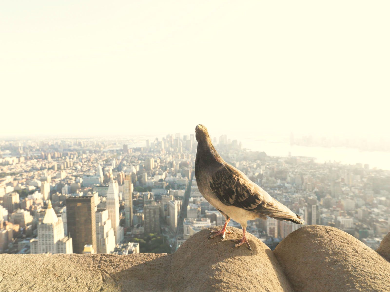 1empire_bird_1_final_211009_copy