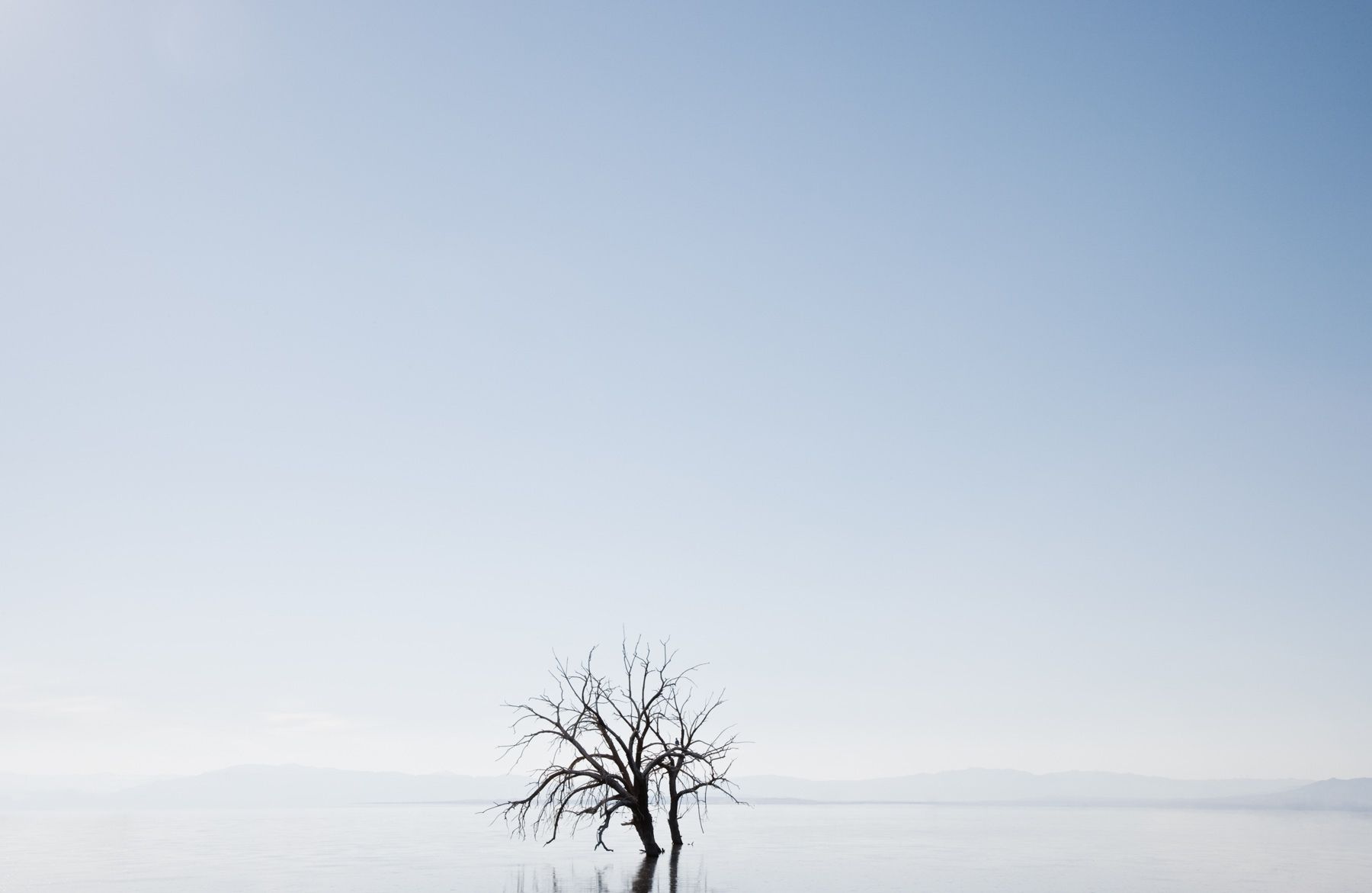 1salton_sea_tree_hero