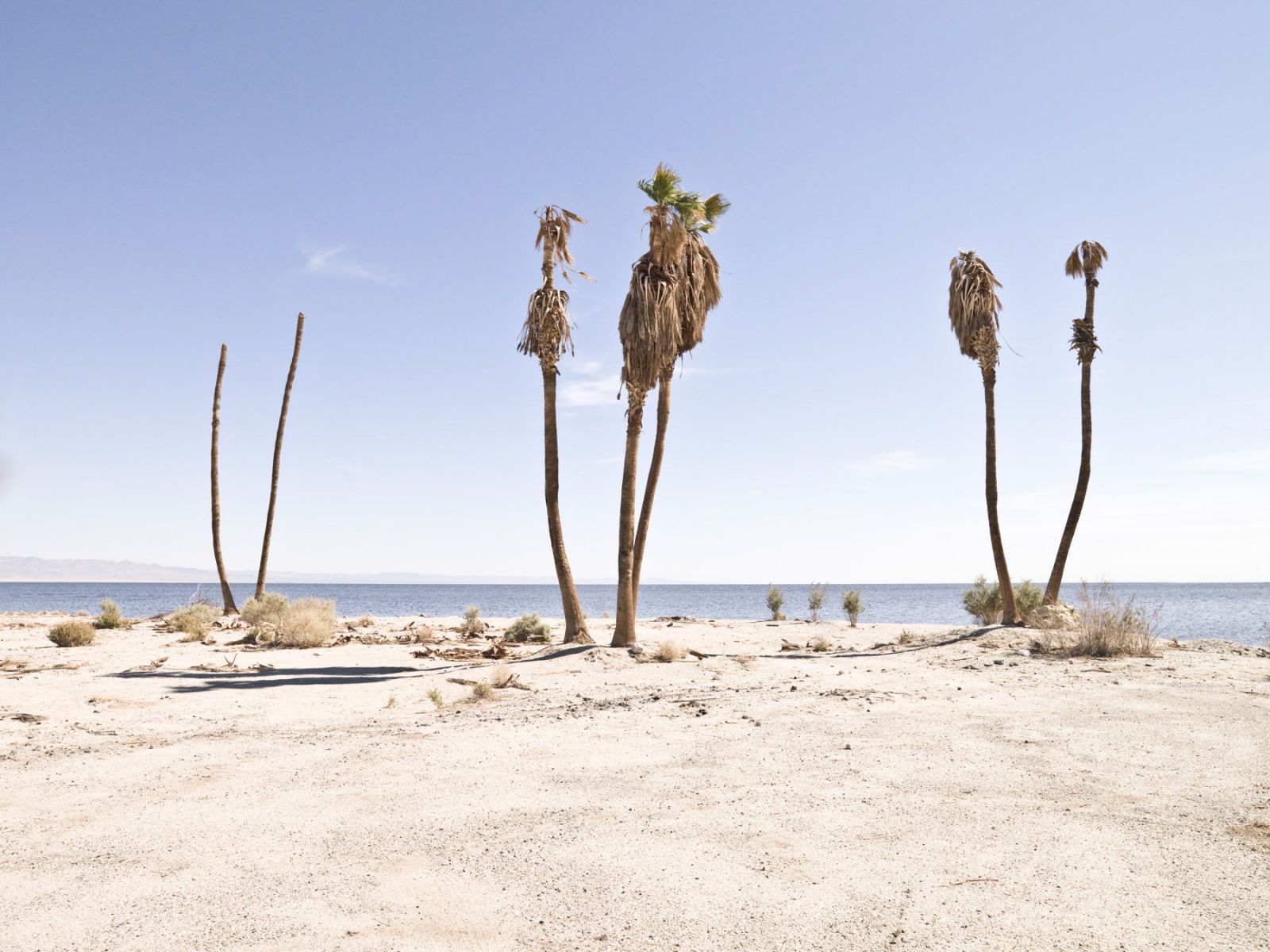 1salton_tree_family_2_hero2