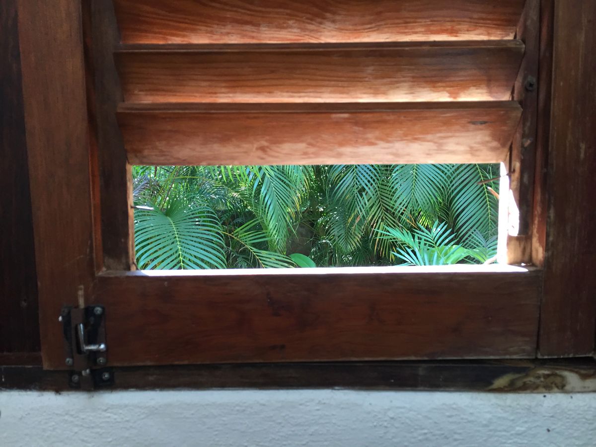 Palm Thru Window:Puerta Vallarta.jpeg