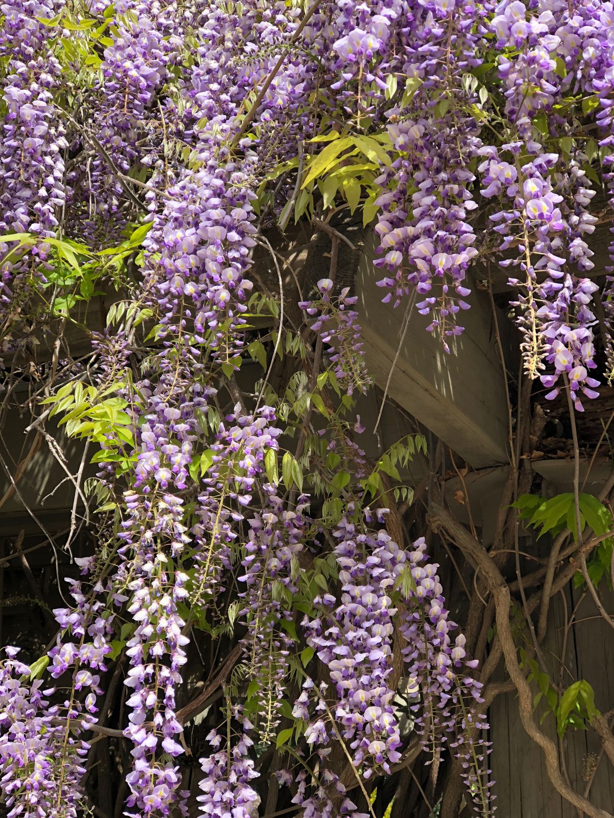 Wisteria:San Diego.jpeg