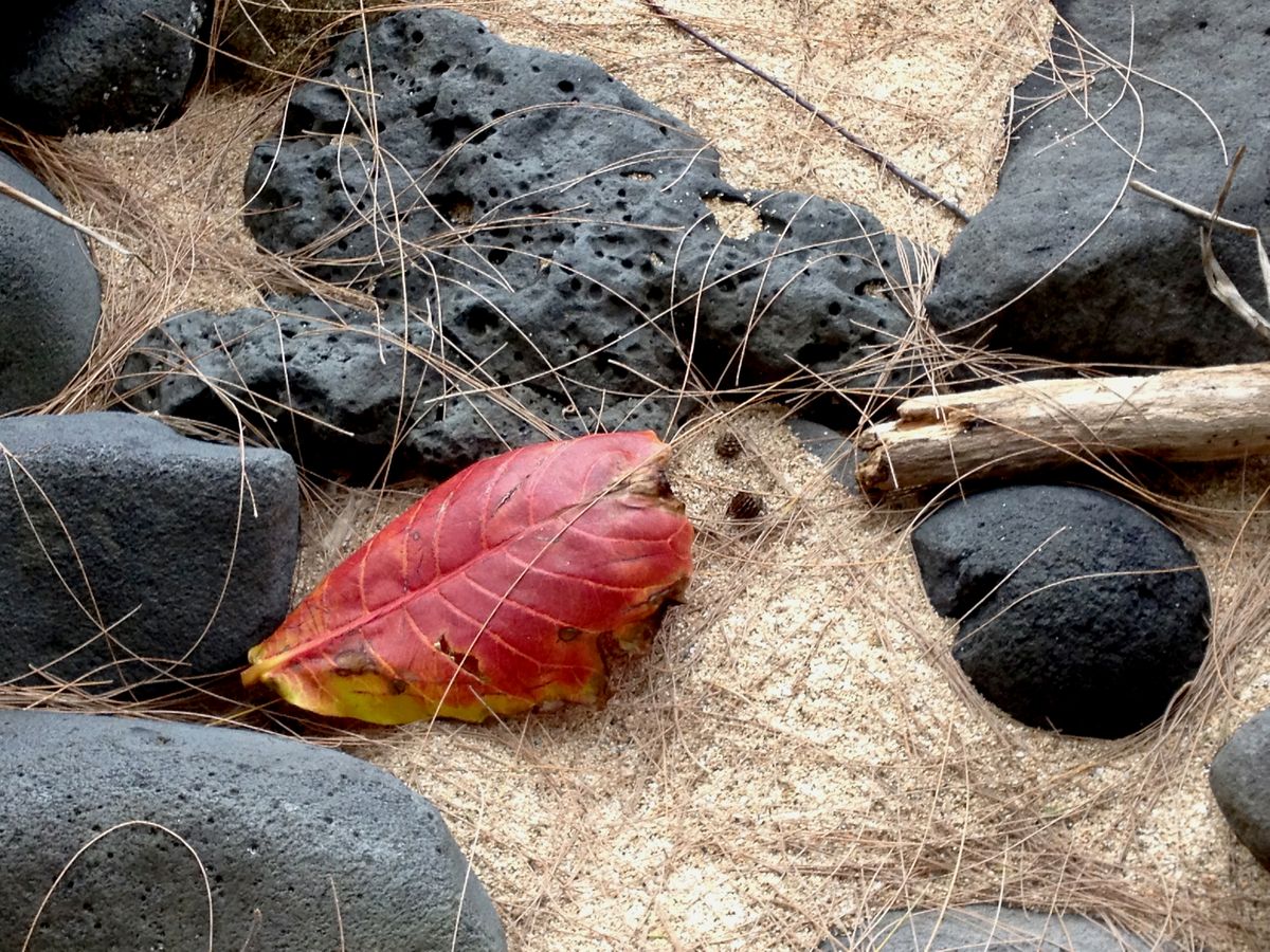 Kaui-RedLeaf:Lava Rock.jpeg