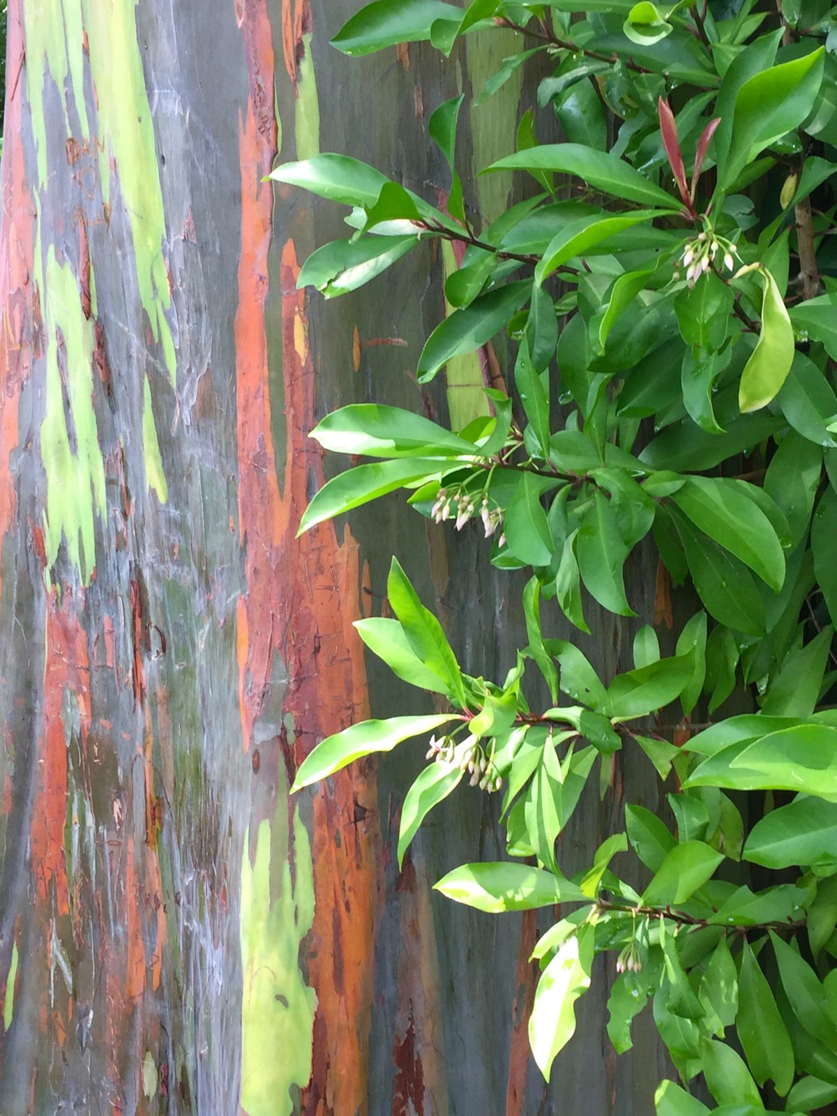 Rainbow Eucalyptus:Maui.jpeg