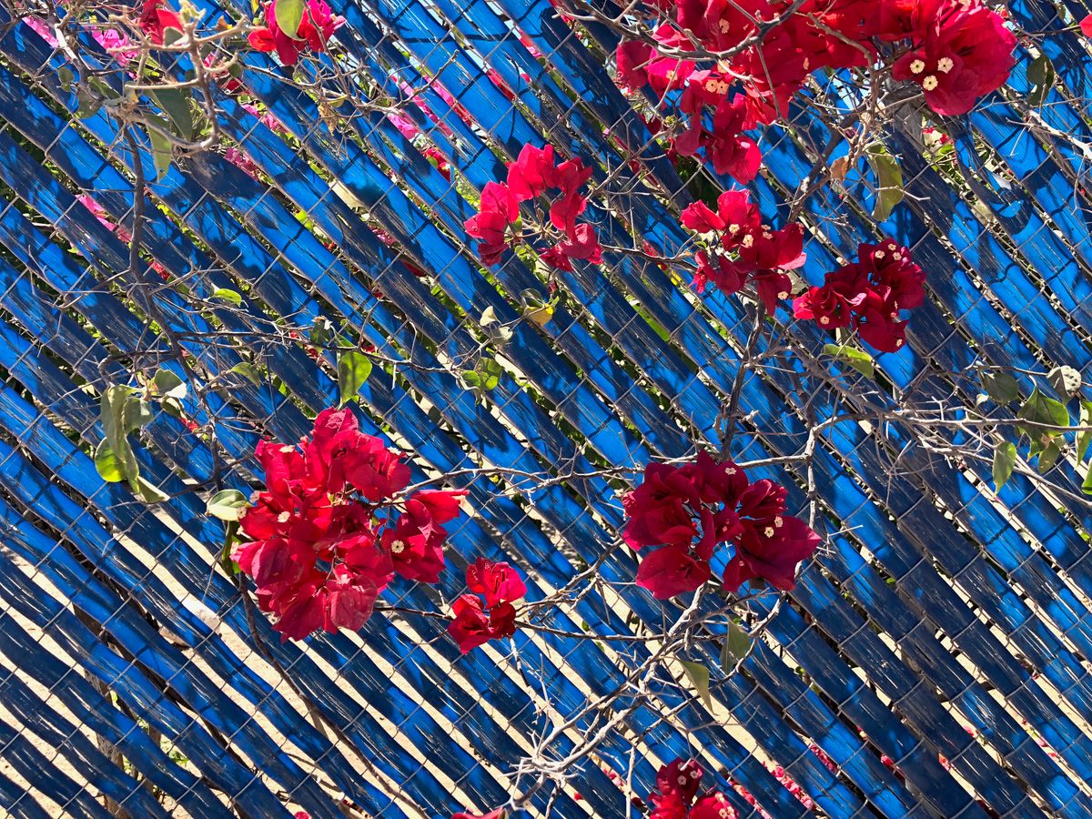 Bougainvillea:LaPaz.jpeg