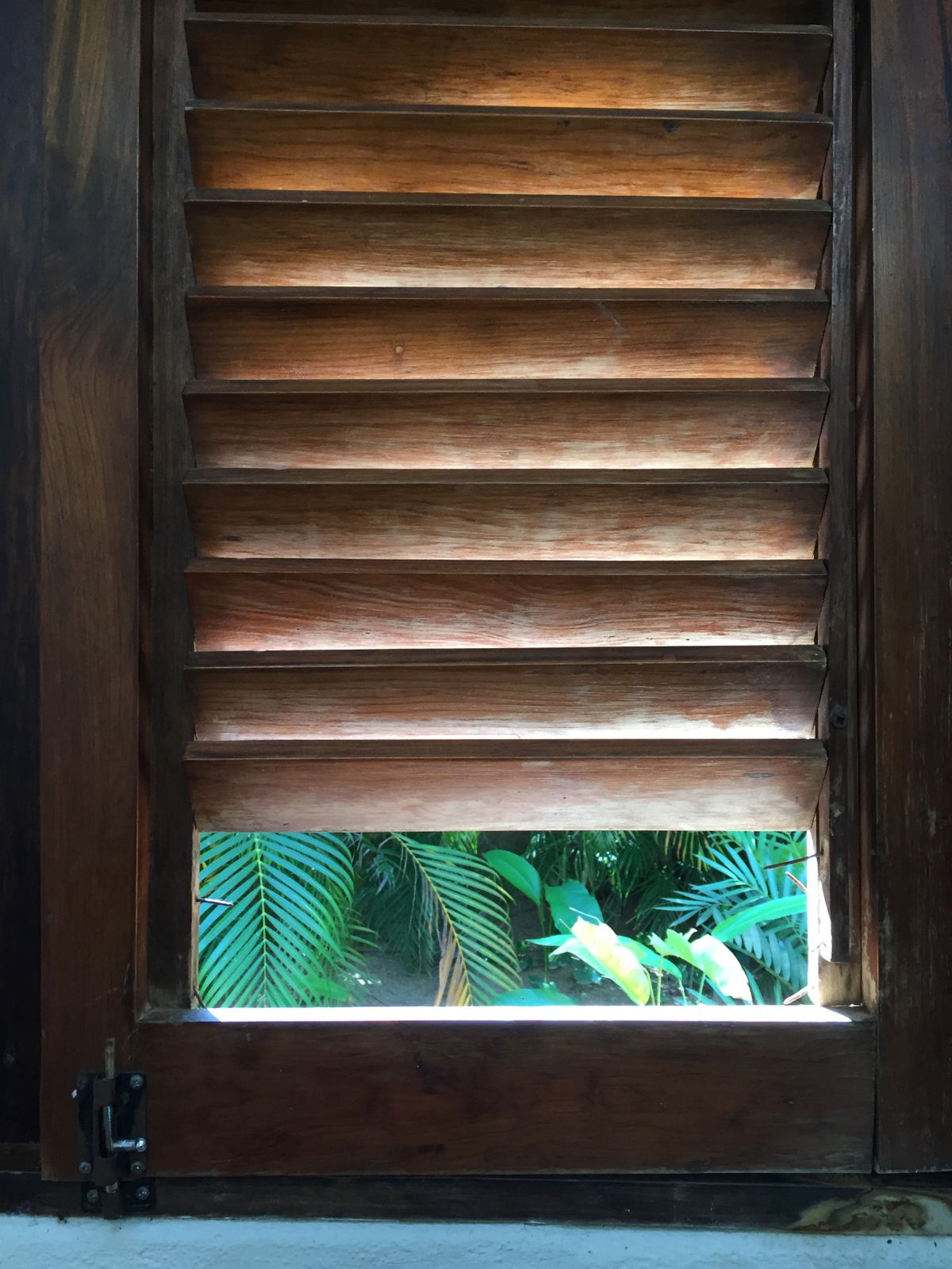 Palm Thru Window:PuertoVallarta.jpeg