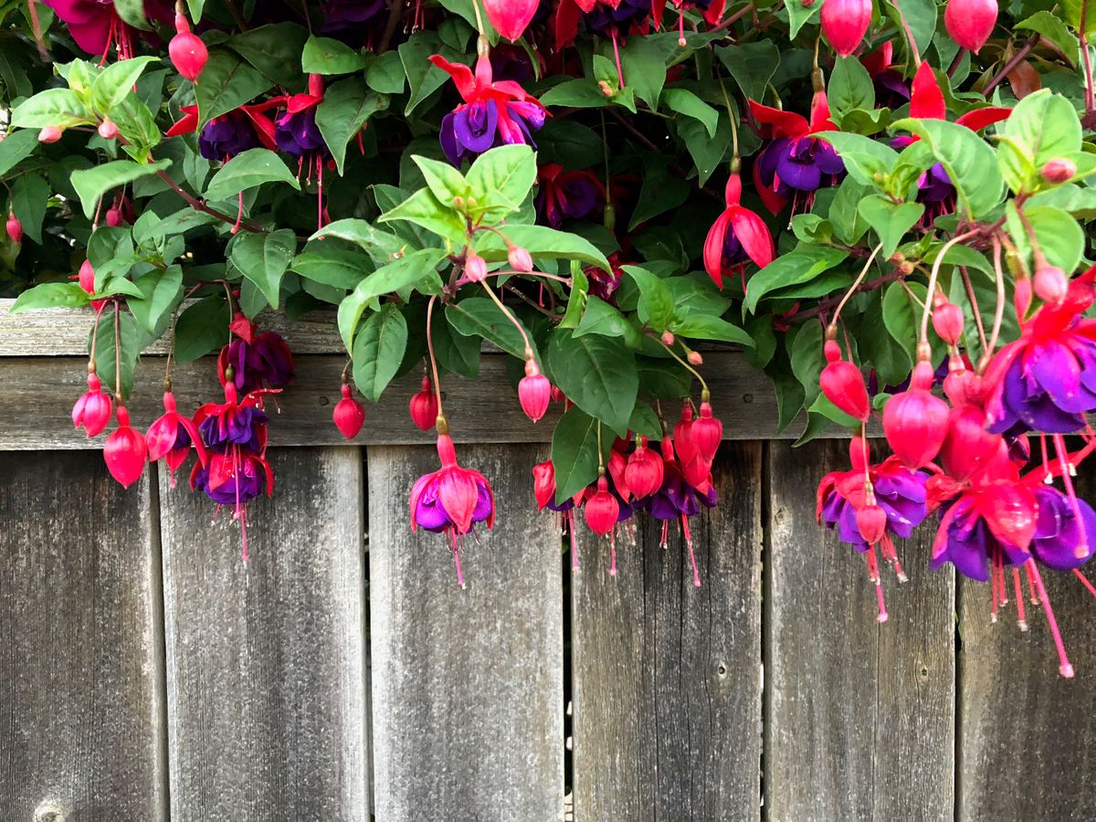 Fuschia&Fence:Oregon.jpeg