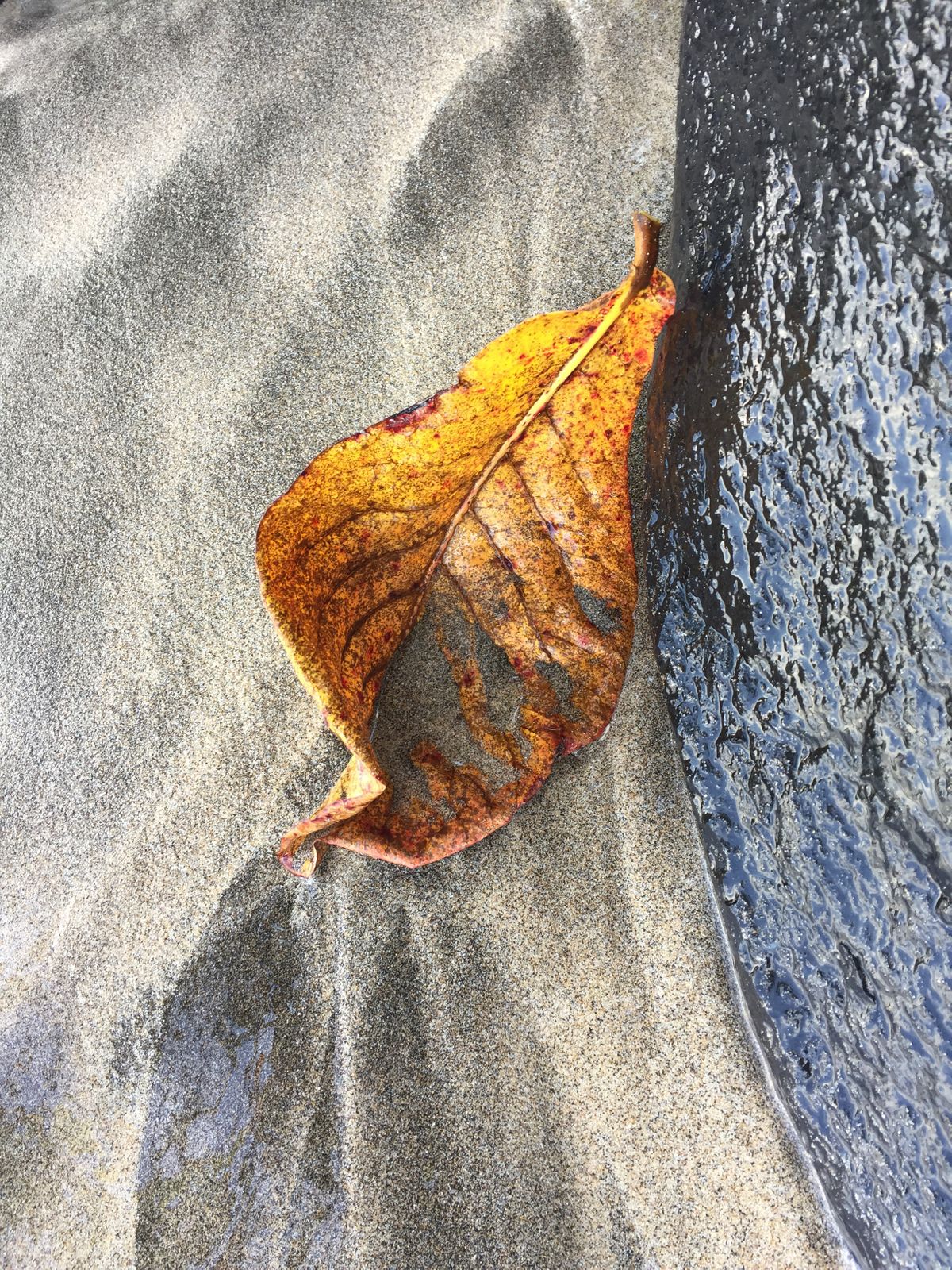 Ocean Leaf:Hana.jpeg