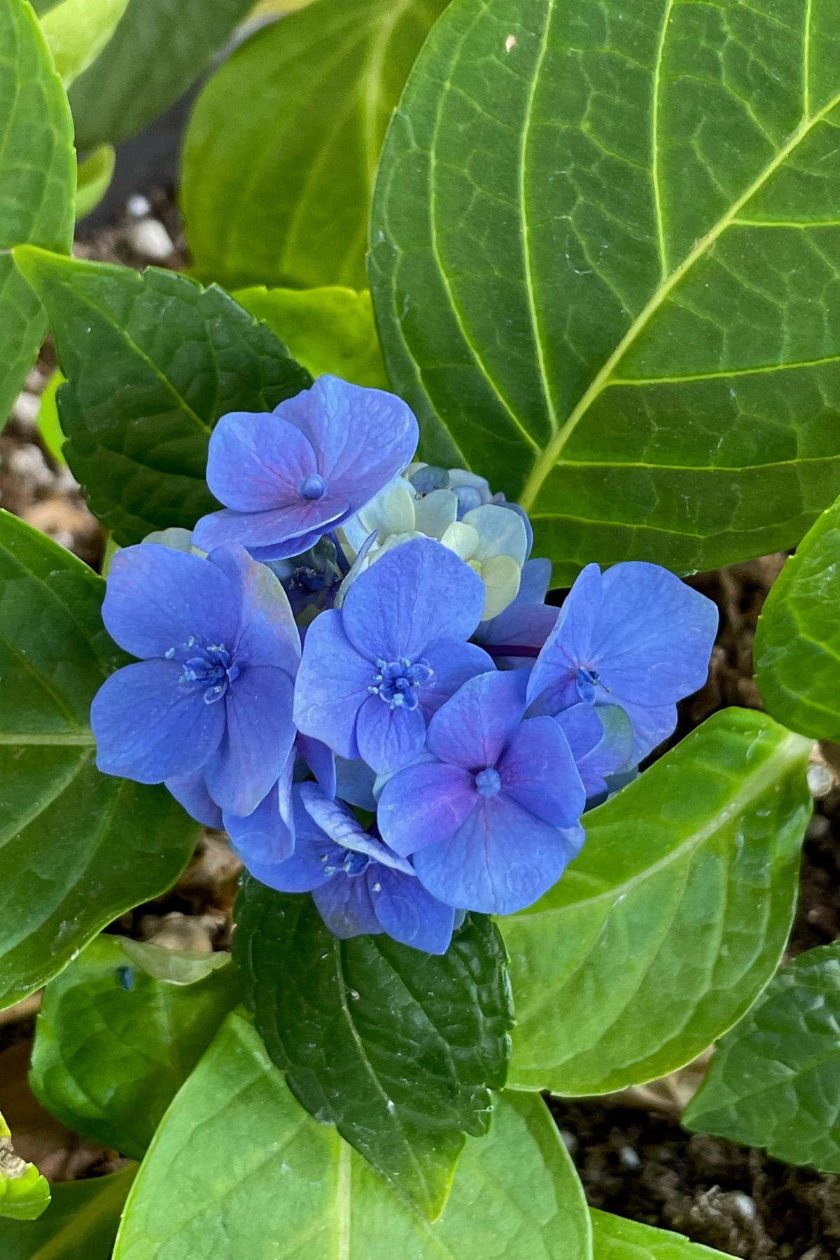 Blue Hydrangea.jpeg