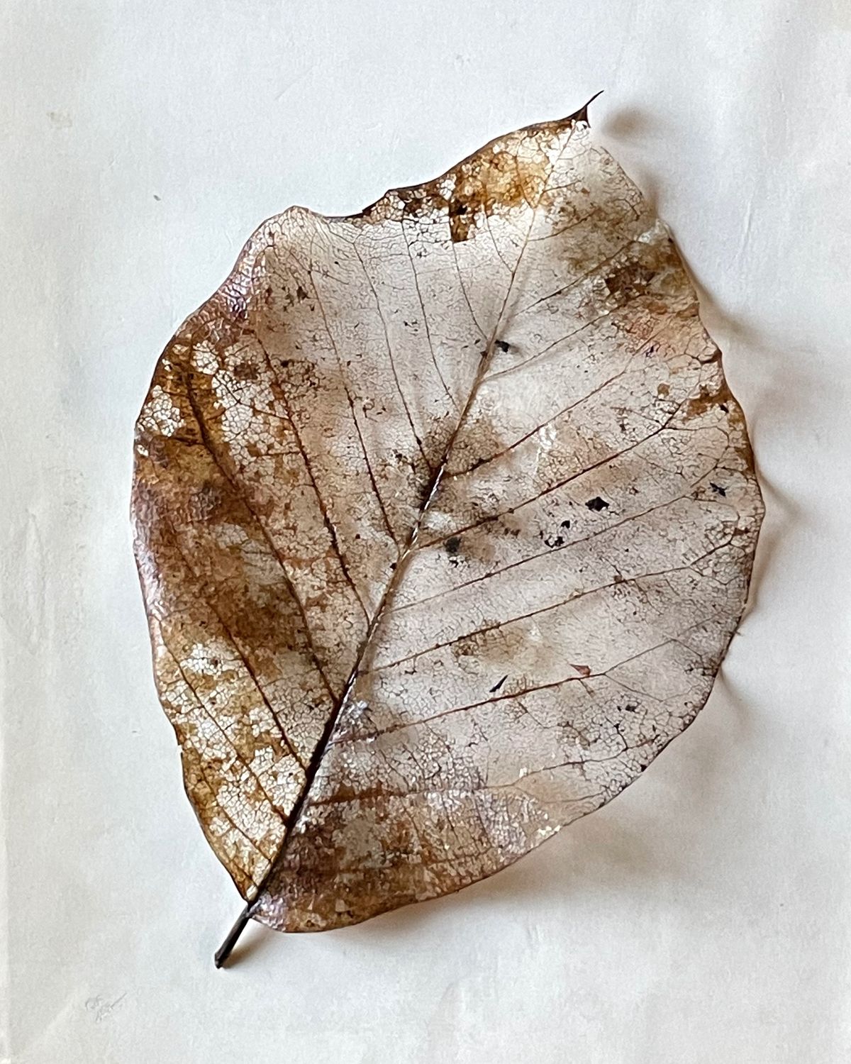 Leaf Silk:Oregon.jpeg