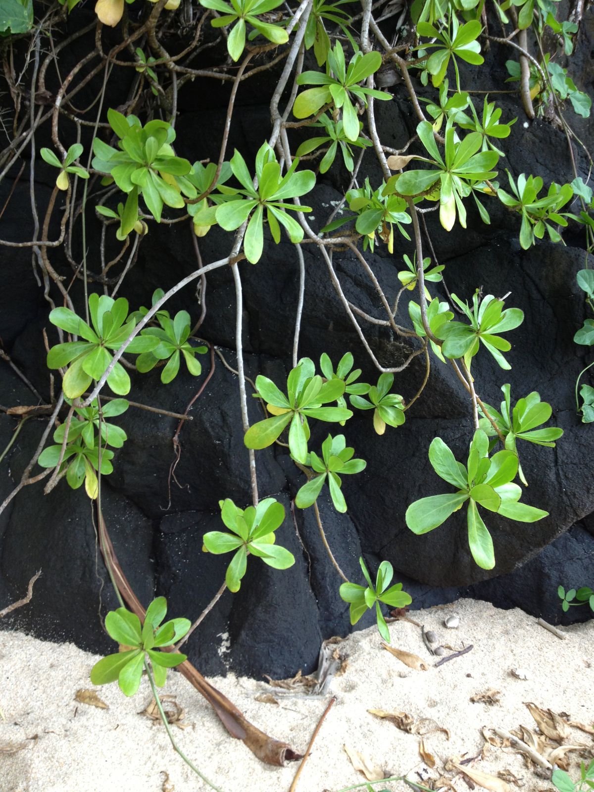 Leaves on Lava Rock.jpeg