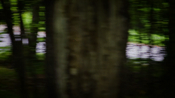 Pastrana.1.gif