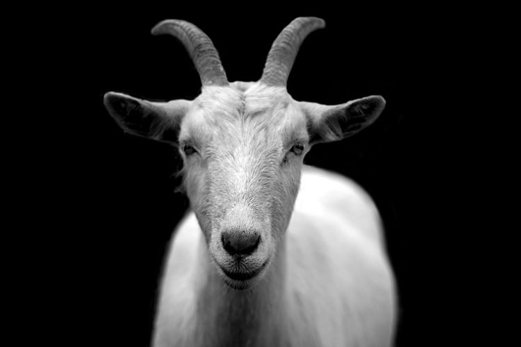 goat-50290.jpg