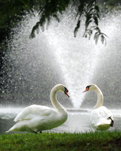 1swans.jpg