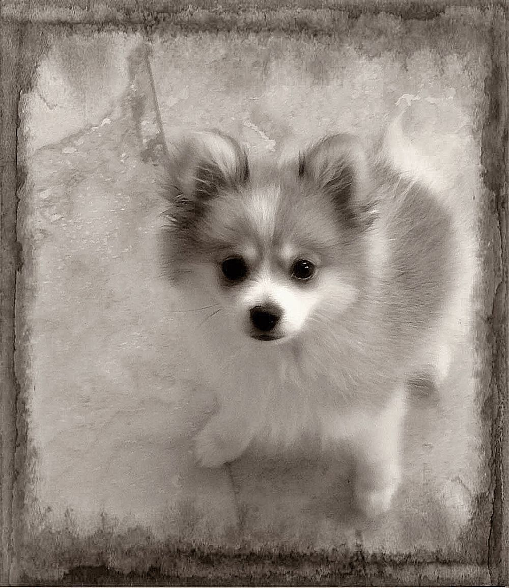 "oshie" the dog.