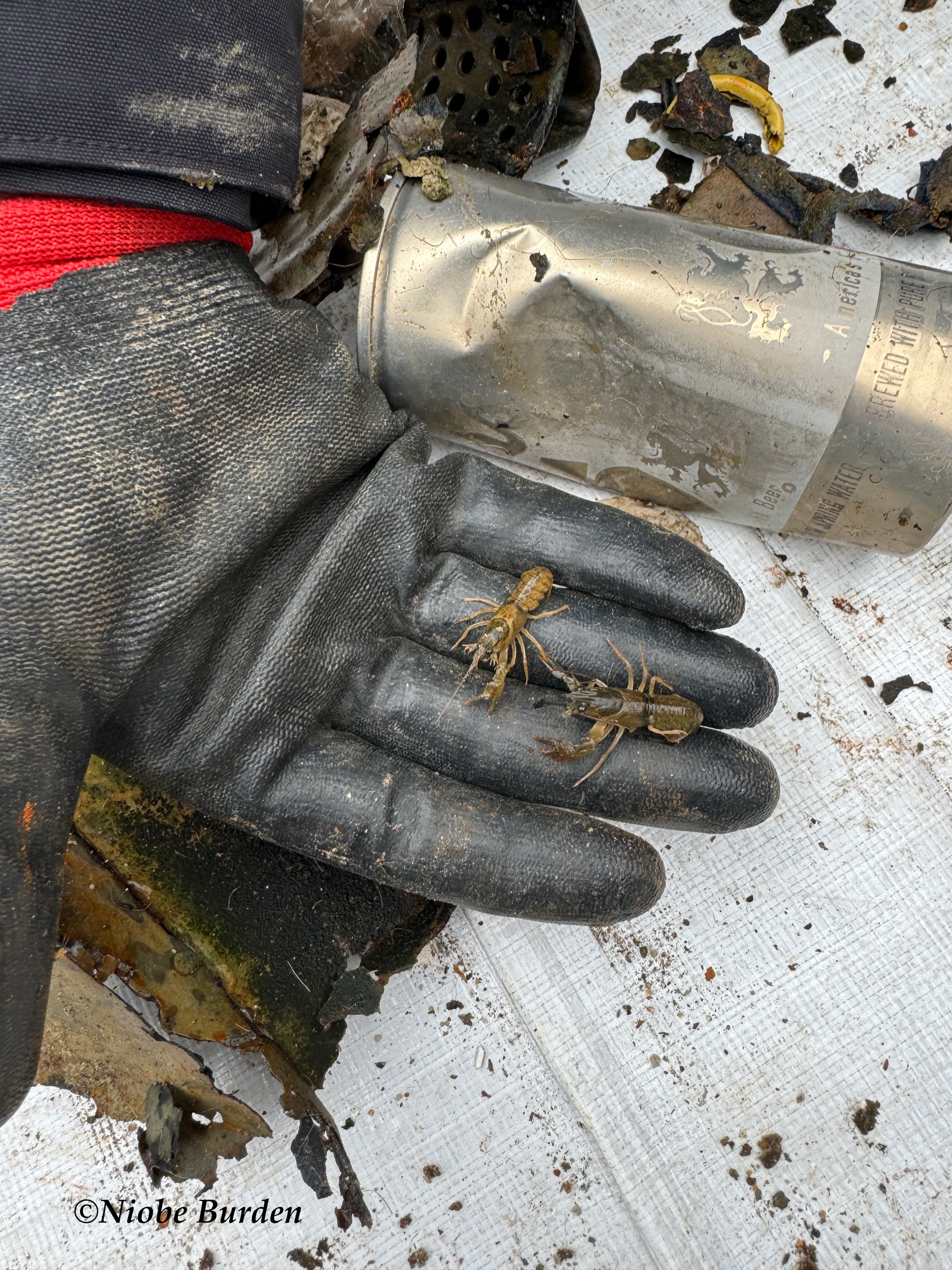 Crawdads found in dive sort of Lake Tahoe