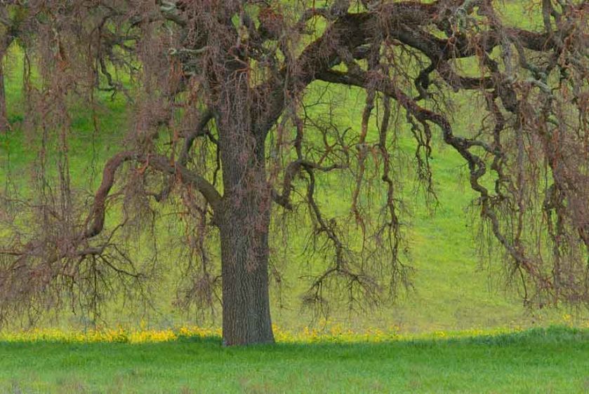 Black Oak in Spring