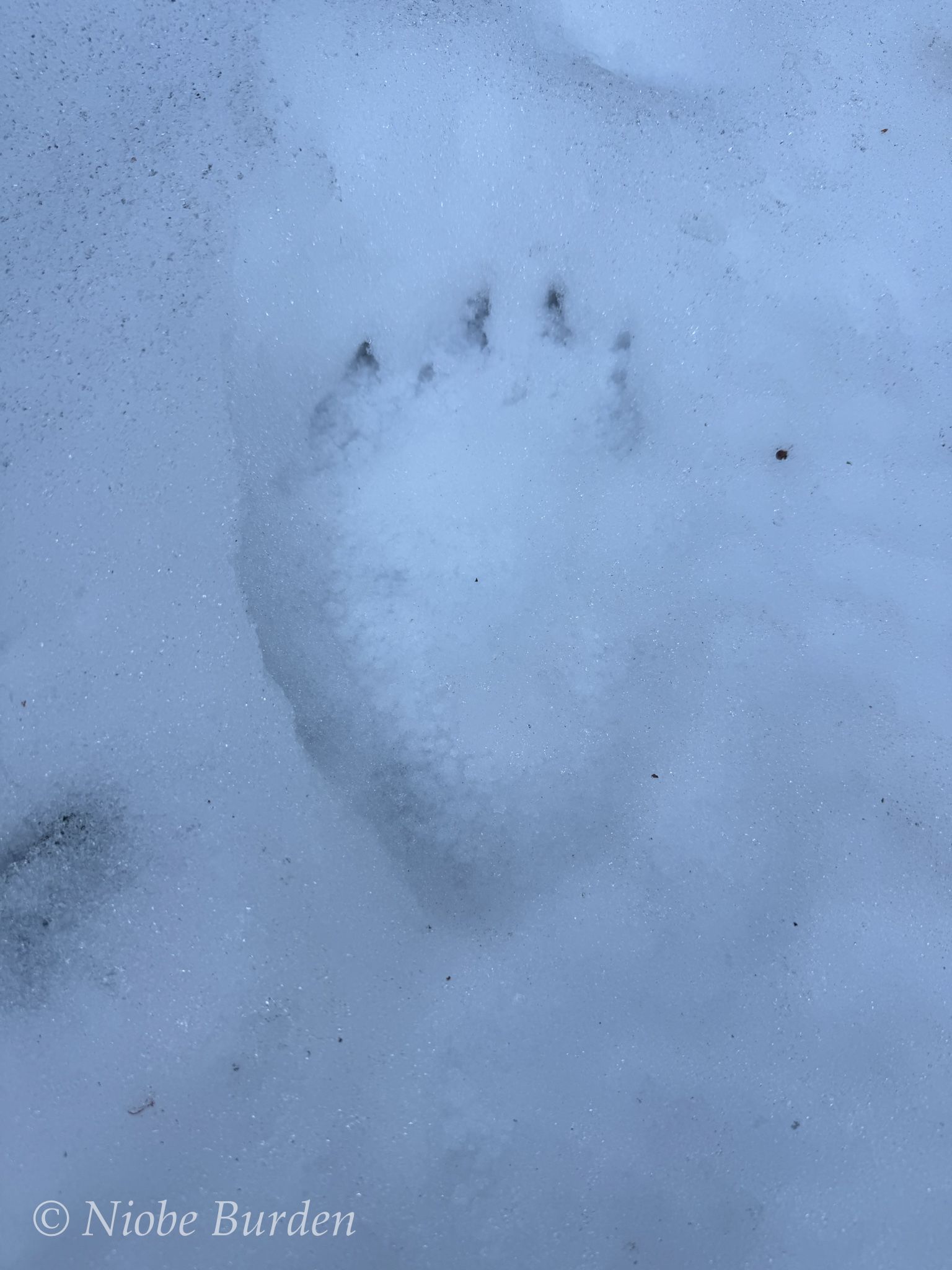 Bear paw in the snow