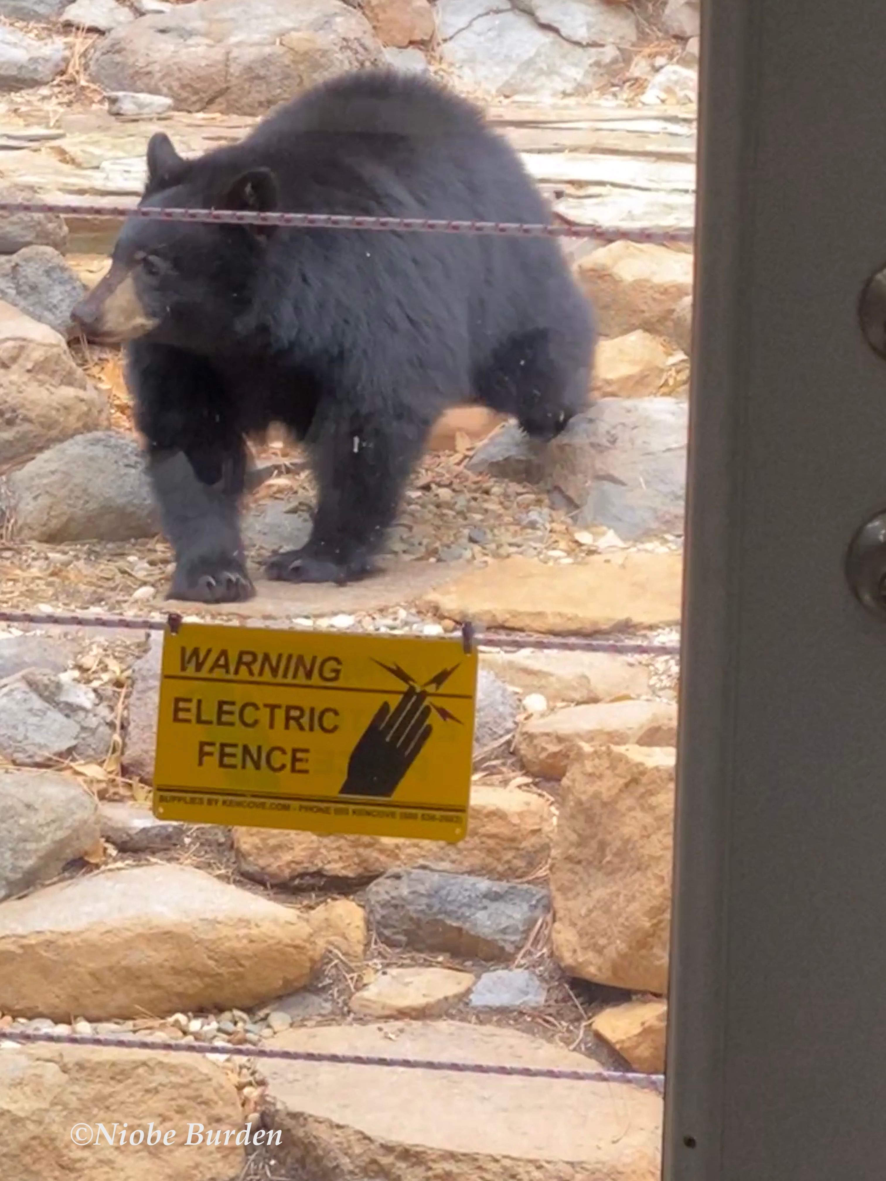 Bears and home electrical deterrent