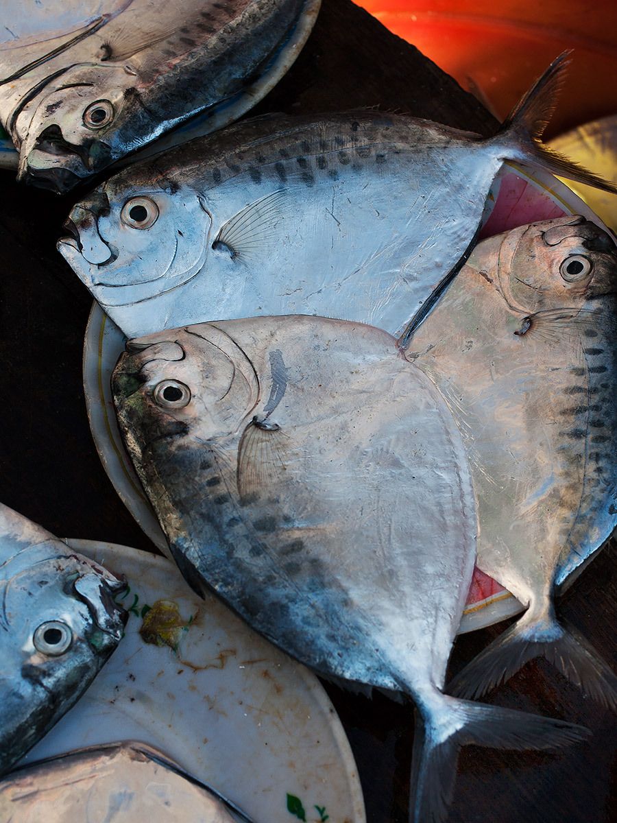 Close up  advertising photograph of fish heads and whole fish Fish Heads