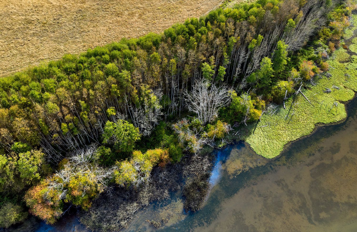 DJI_0984.jpg