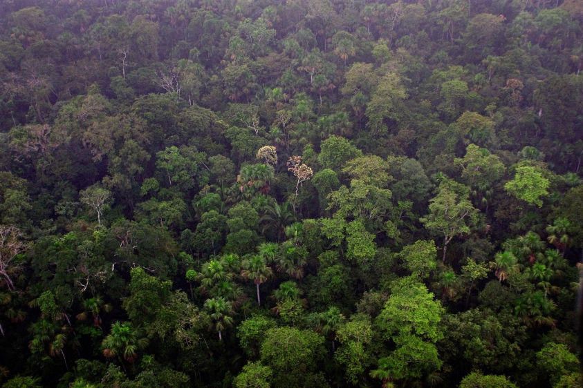 Rainforest in Yasuni National Park. Nearly as many species of trees are found in 2.5 acres of the Yasuni rainforest as the total number of tree species found in the United States and Canada combined.