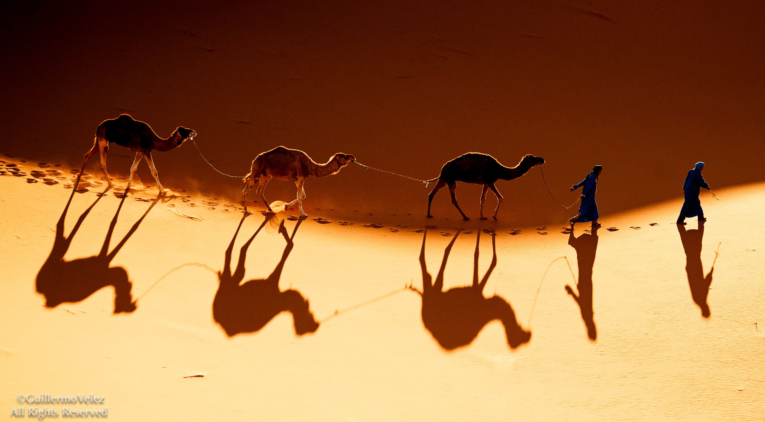 20140403_Camels_0568-Edit.jpg