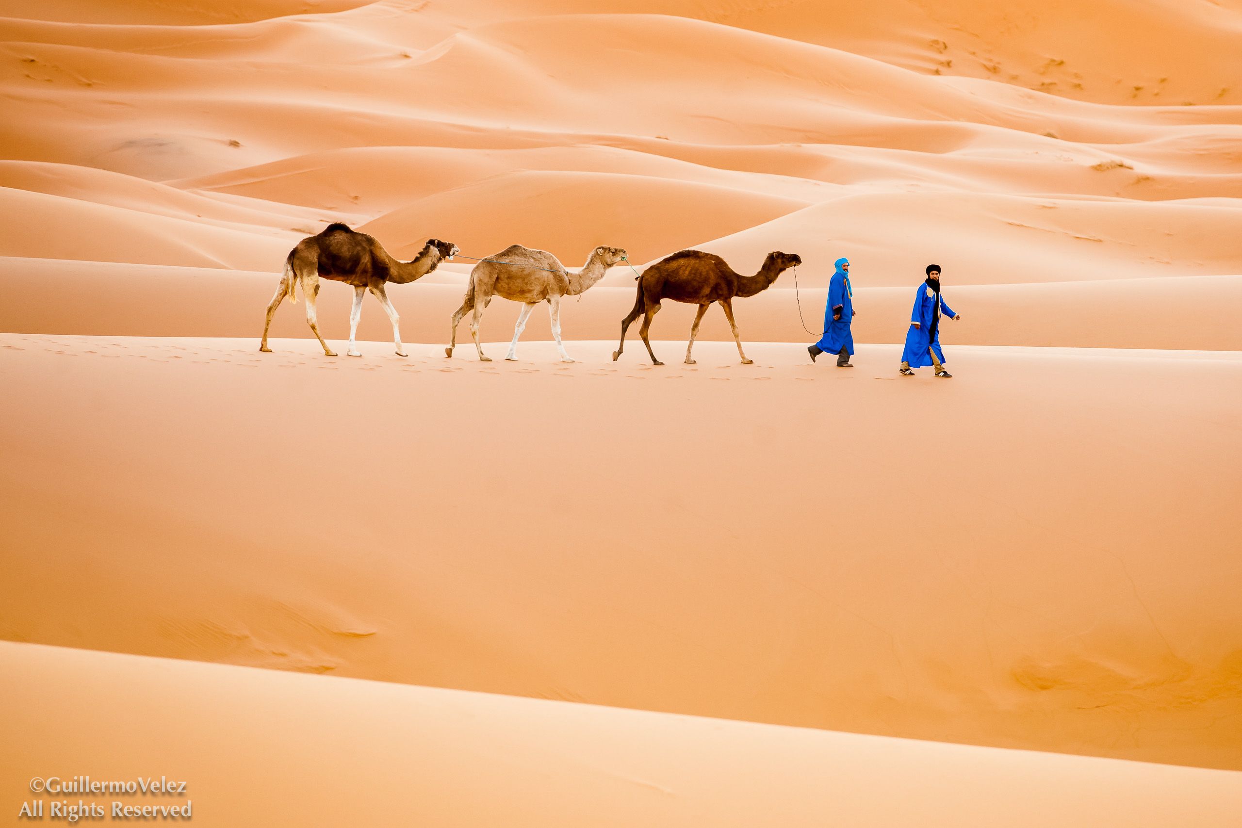 20140403_Camels_0039.jpg