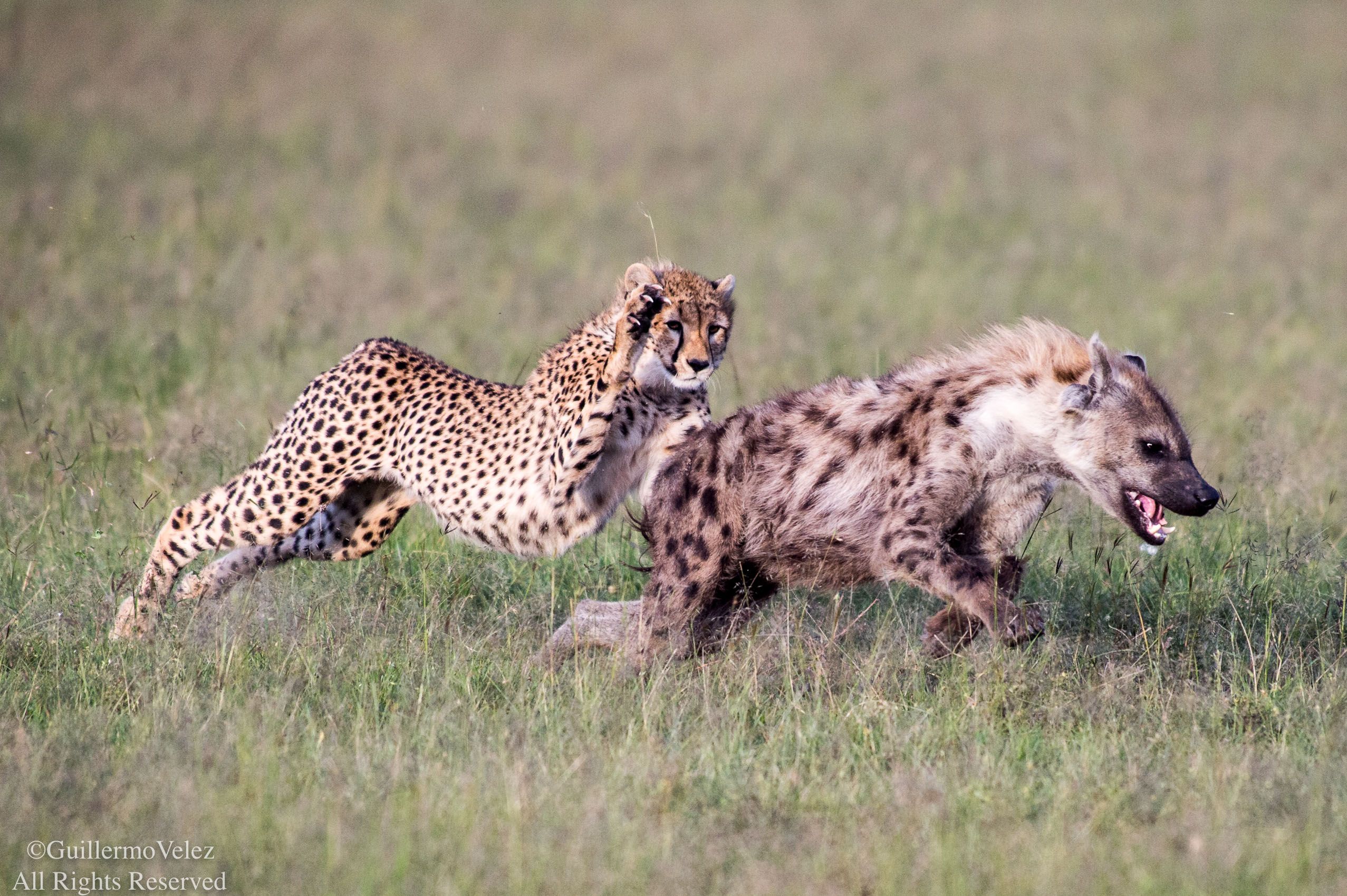MasaiMara_Cheeatahs-1440.jpg