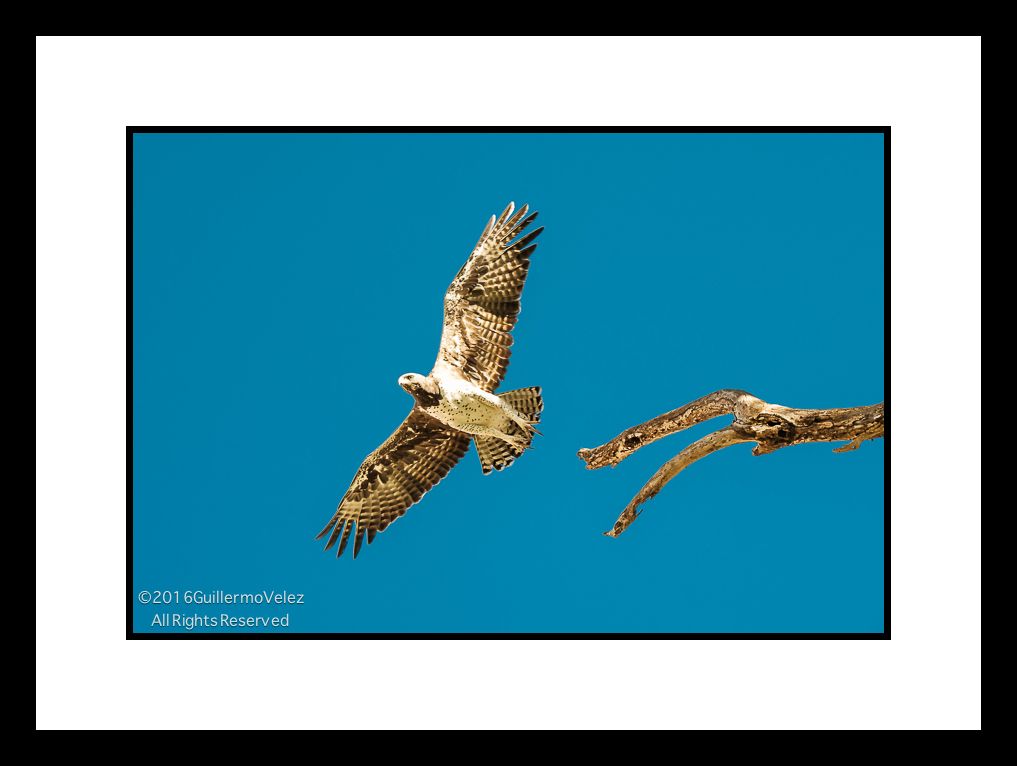 Kenya5-7399 copy.jpg