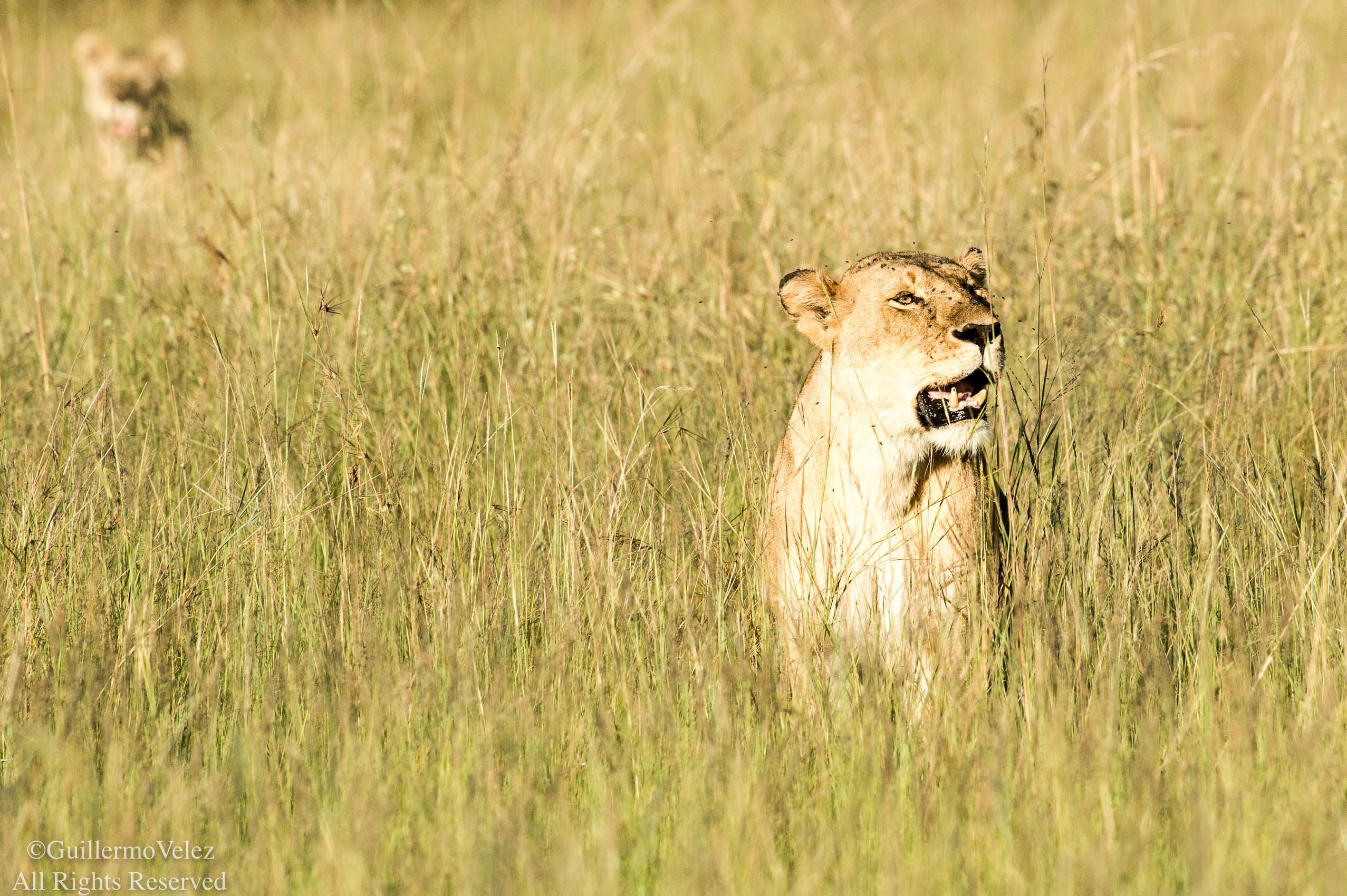 MasaiMara-7957.jpg
