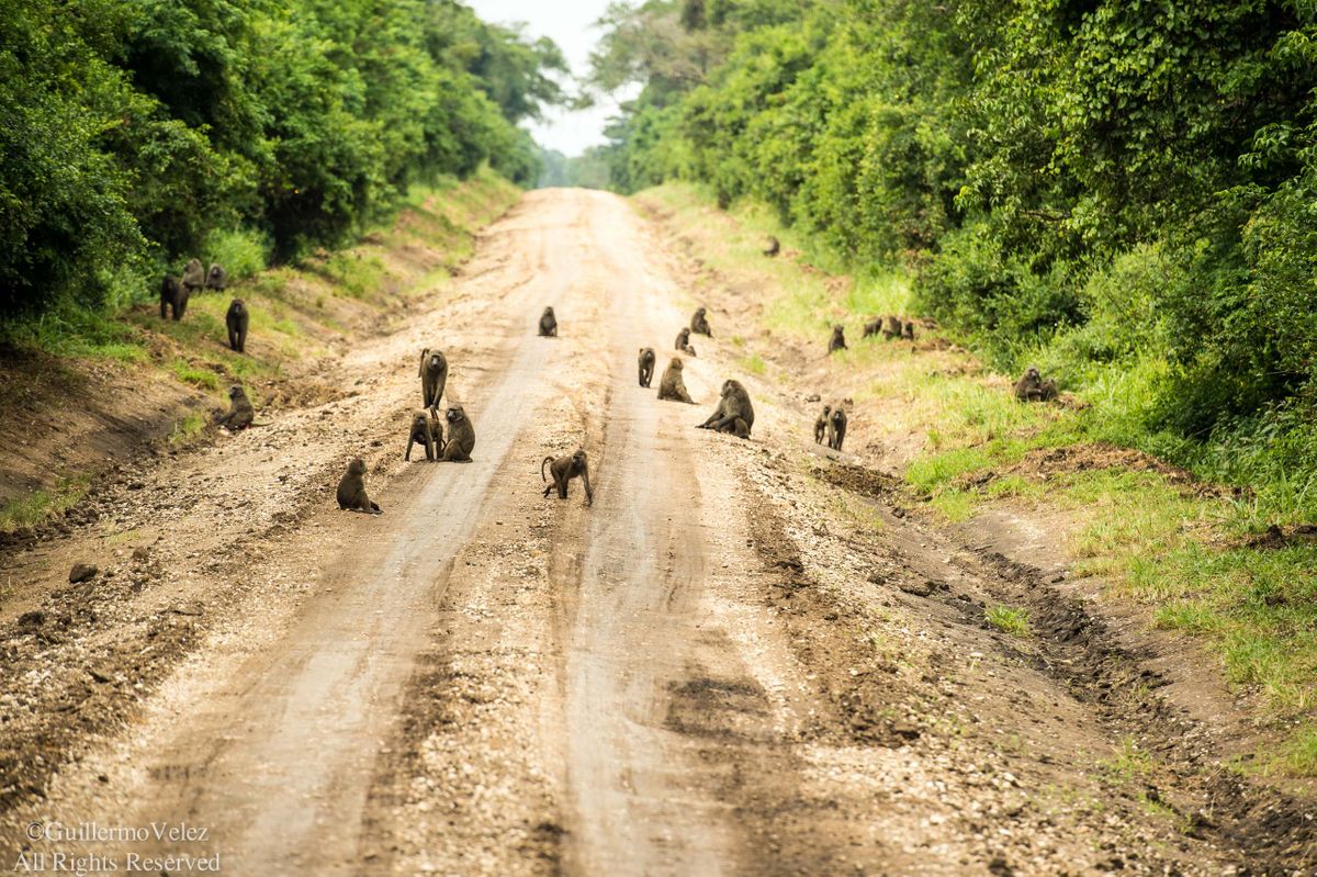 NationalPark_Uganda-1349.jpg