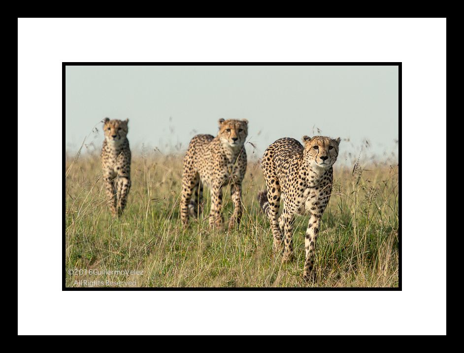 Cheeatah2-1874 copy.jpg