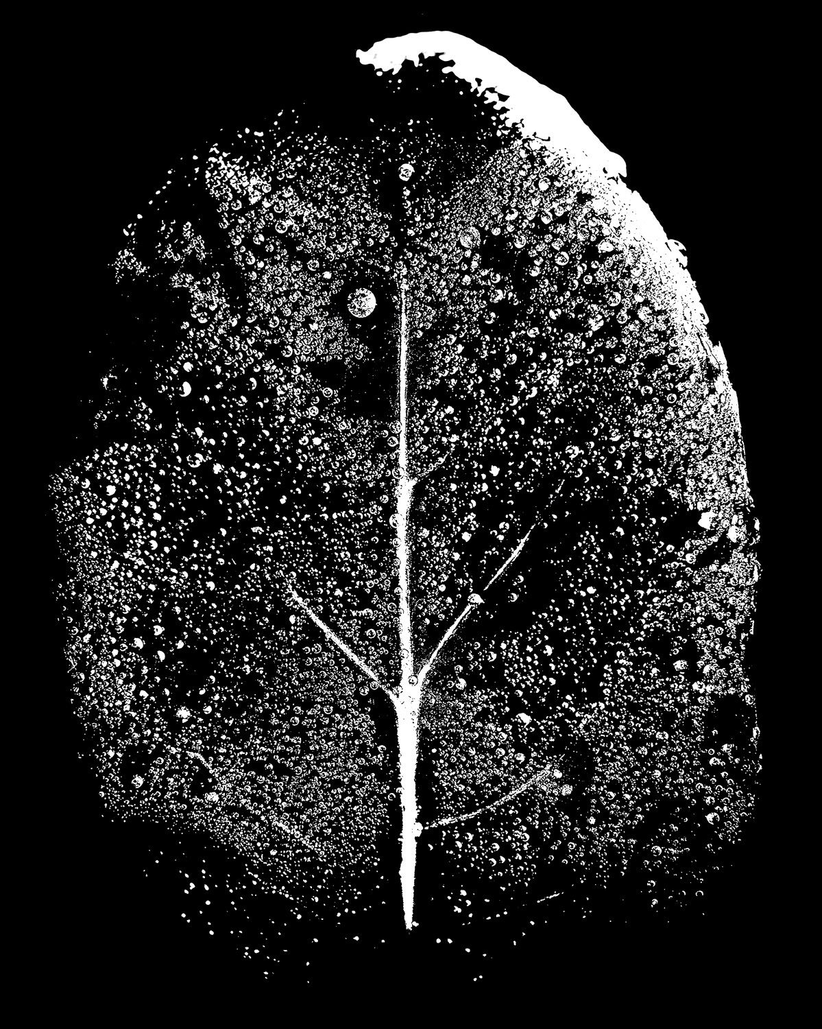 Tiny Immensity #3 - Night Tree/Wet Leaf ©2014 L. Aviva Diamond