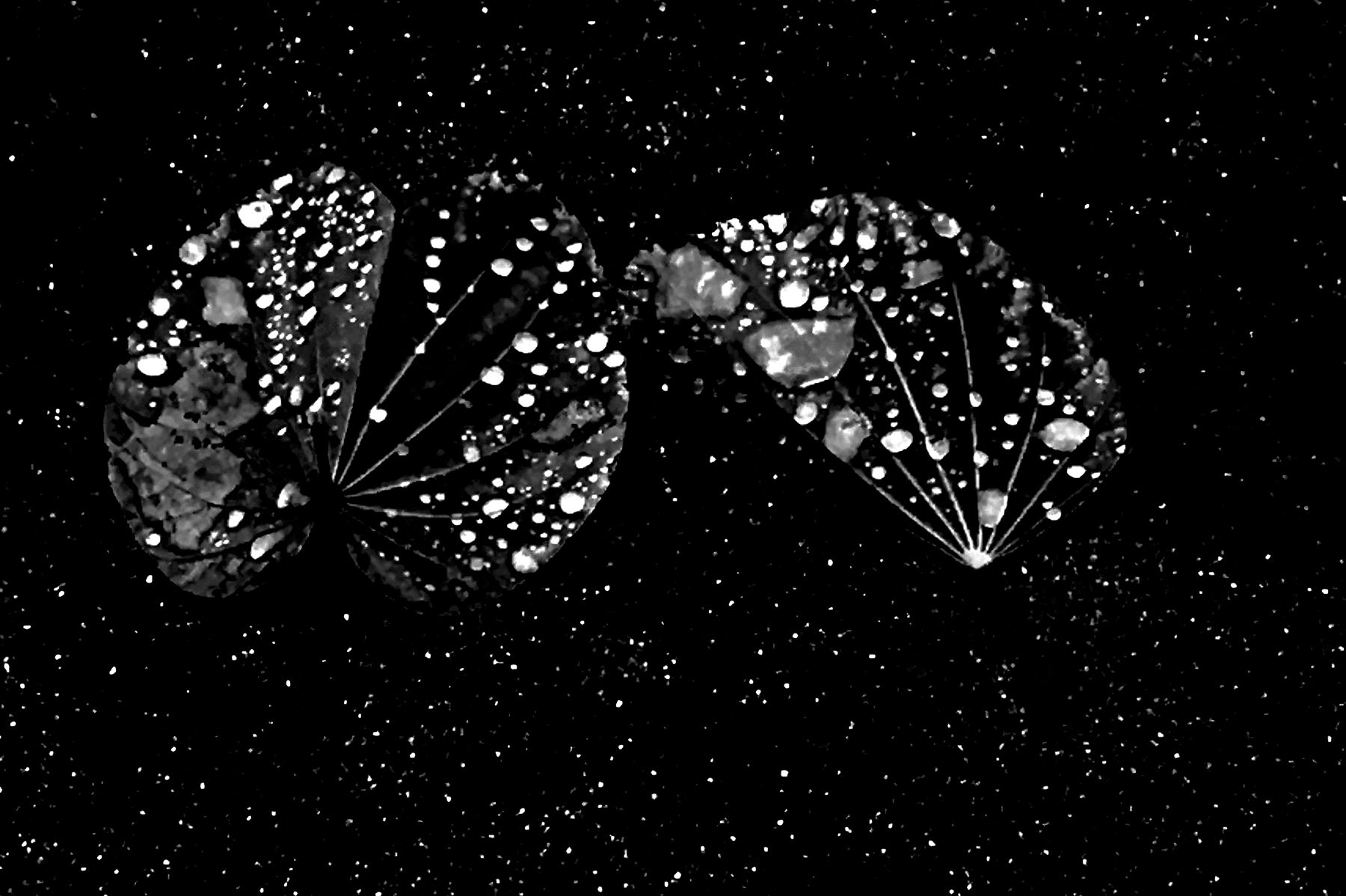 Tiny Immensity #15 - Wet Ginko Leaves On Starry Concrete ©2020 L. Aviva Diamond