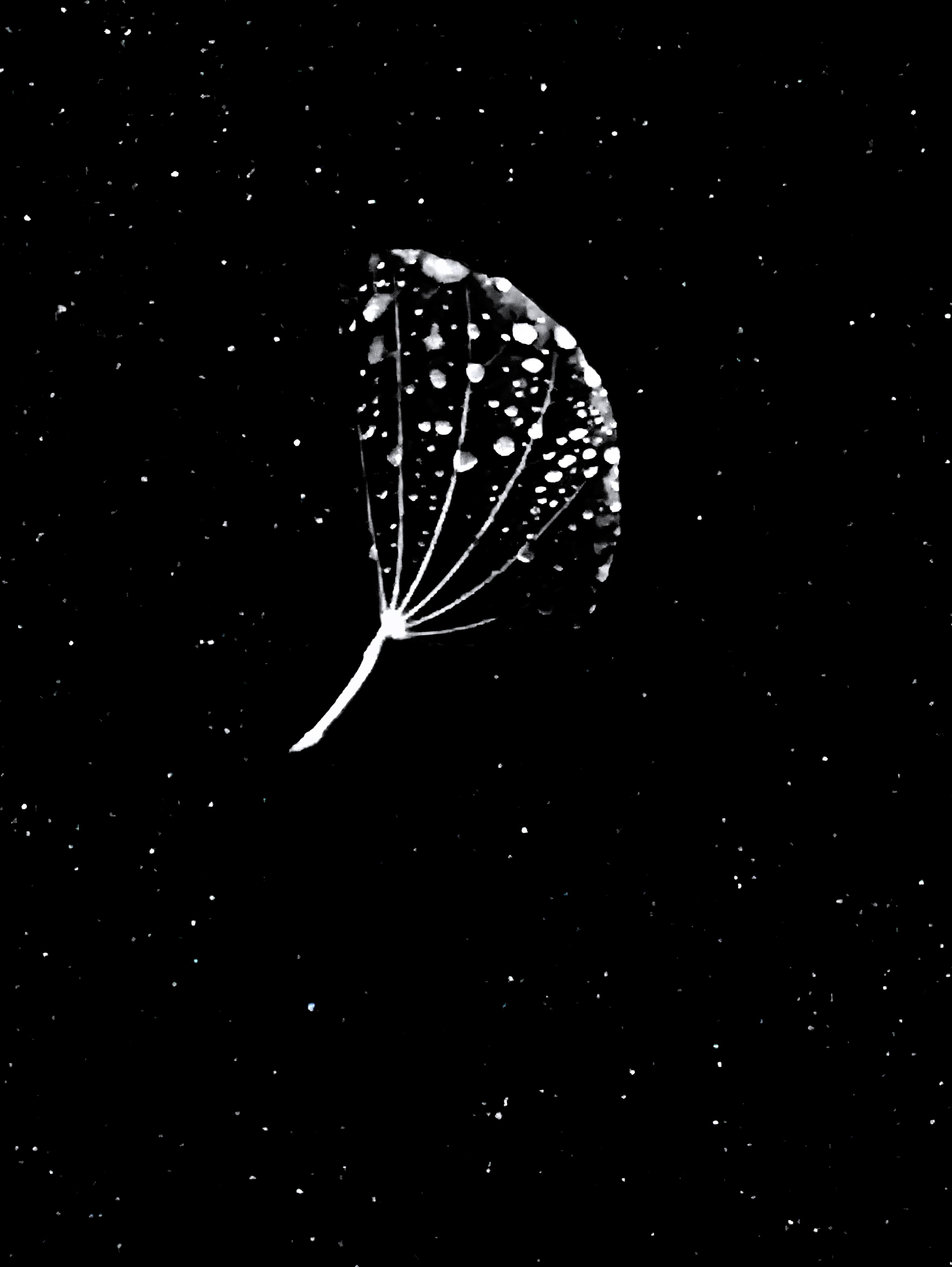 Tiny Immensity #14 - Ginko Star Rain ©2020 L. Aviva Diamond