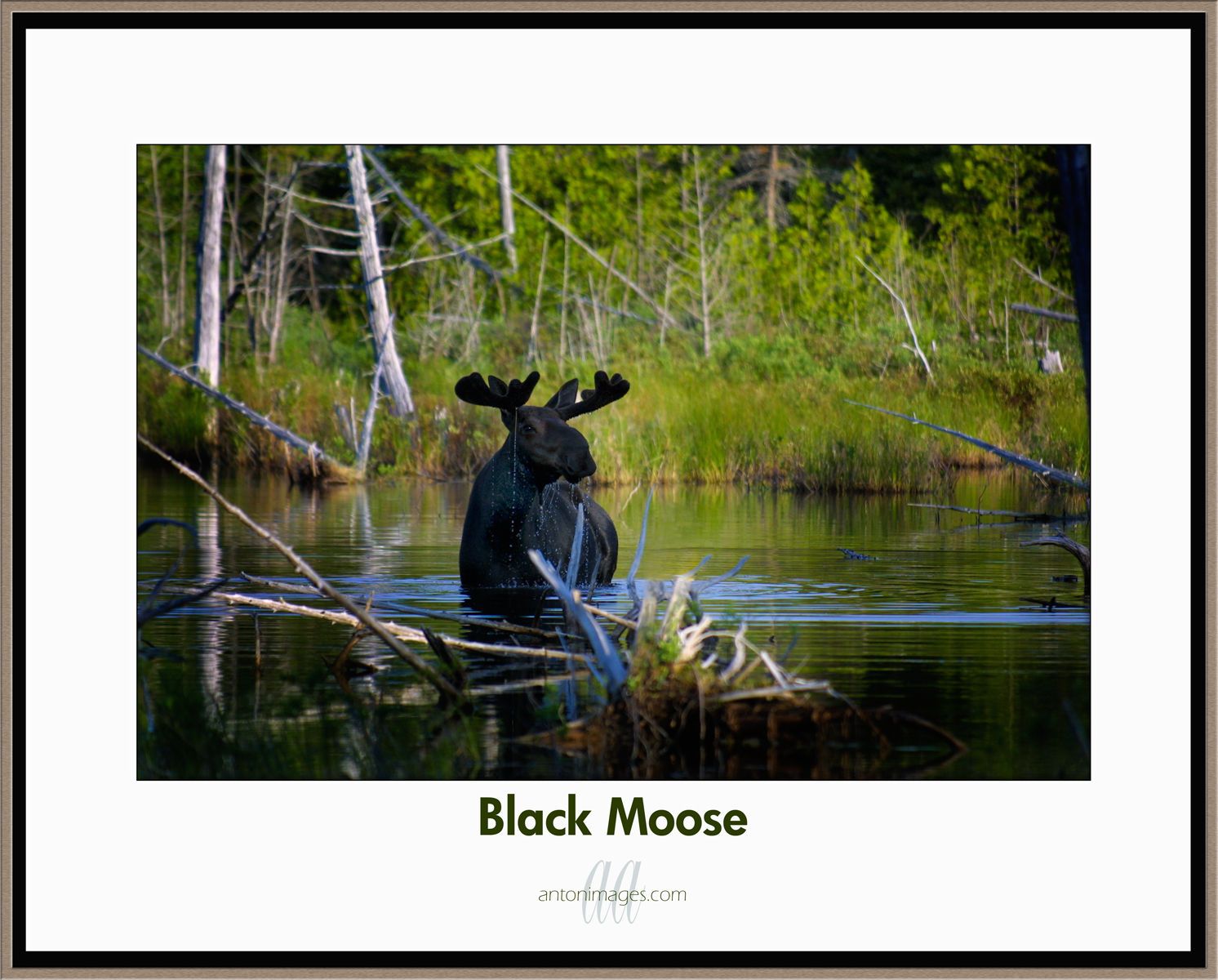 1black_moose.jpg