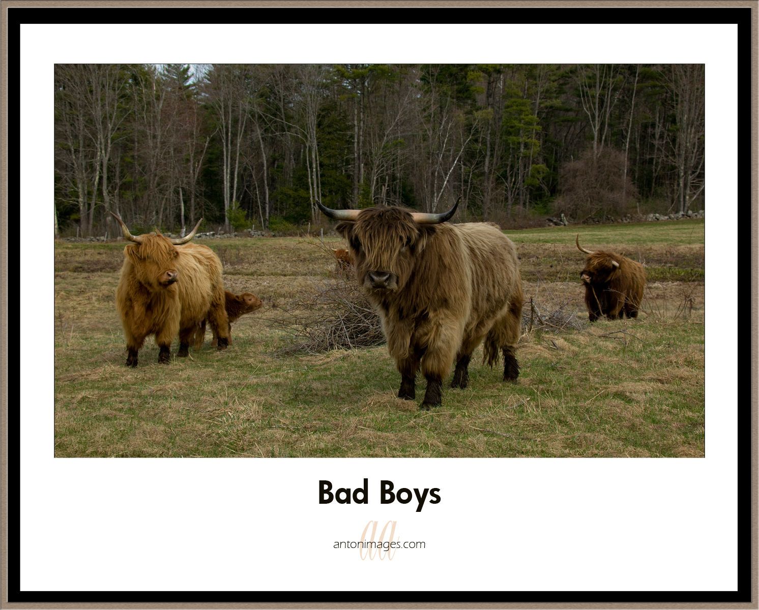 1bad_boys_.jpg