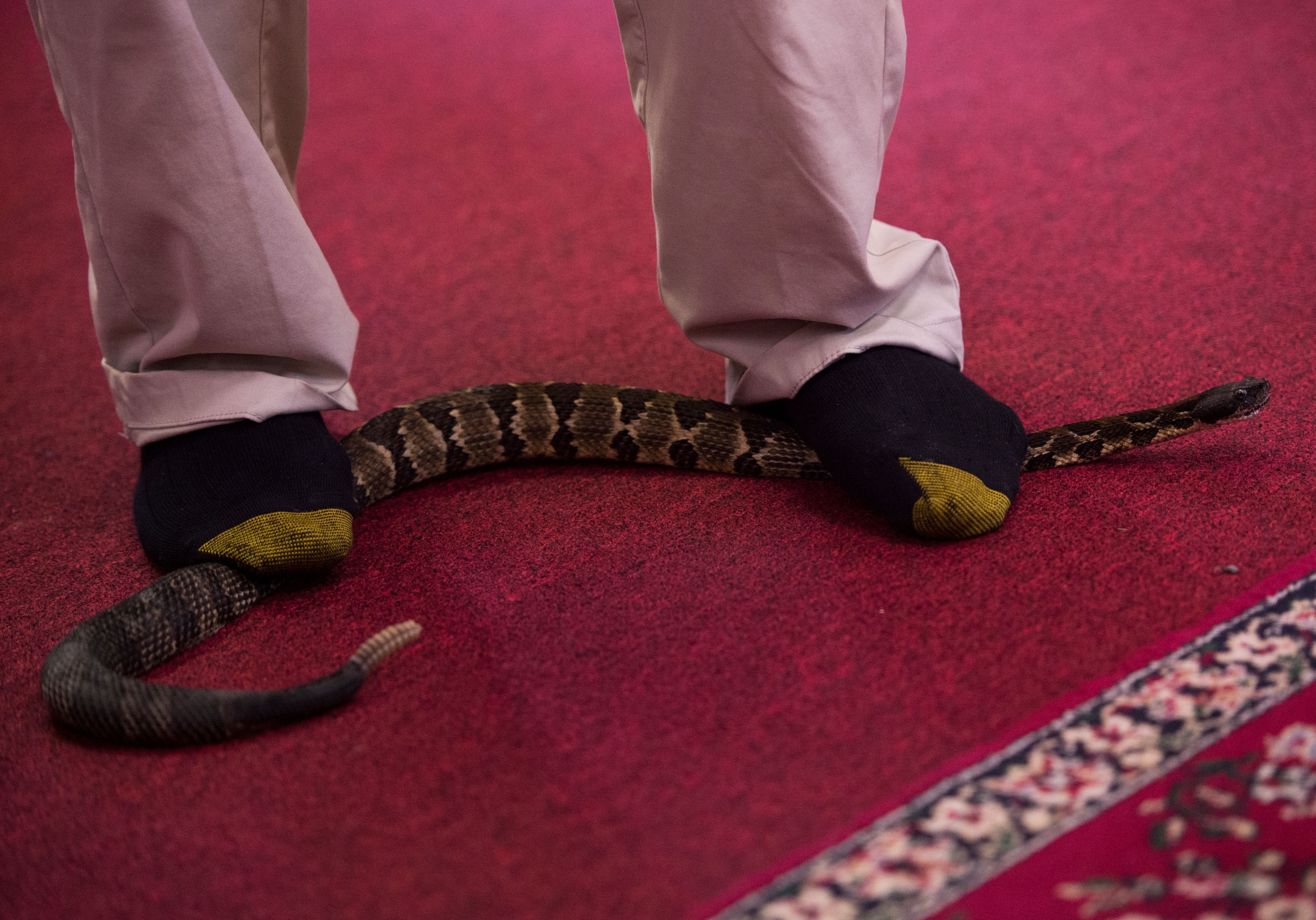Pastor Chris Wolford steps on a timber rattlesnake during a Pentecostal serpent handlers service at the House of the Lord Jesus church. MN4_9889 copy.jpg