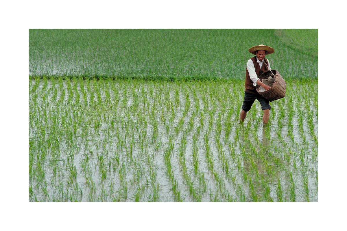 Leo Moon ♌︎ natural perfume. apricot, strawberries, champa, sandalwood –  Wild Veil, image size:1200x800