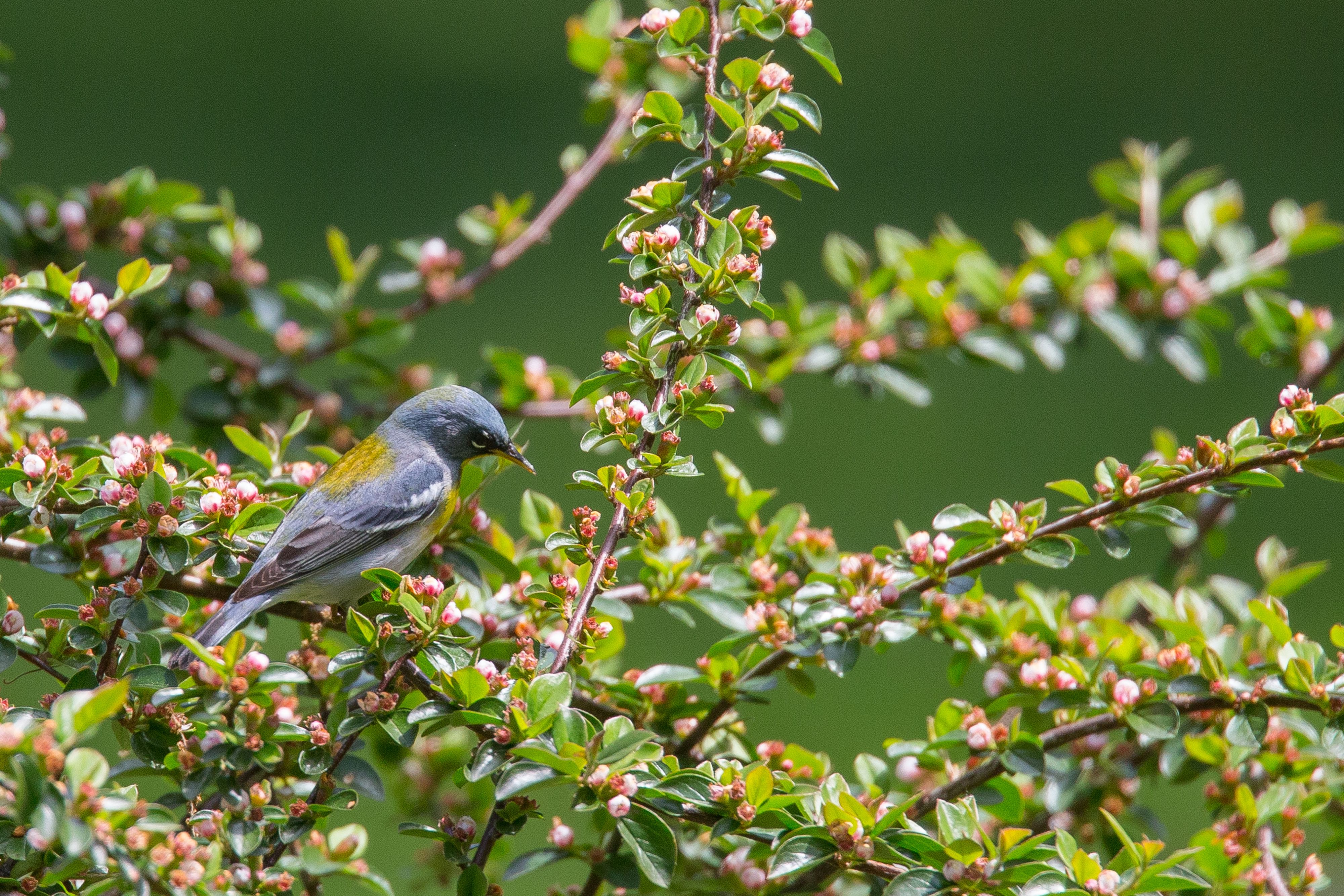Northern Parula-15.jpg
