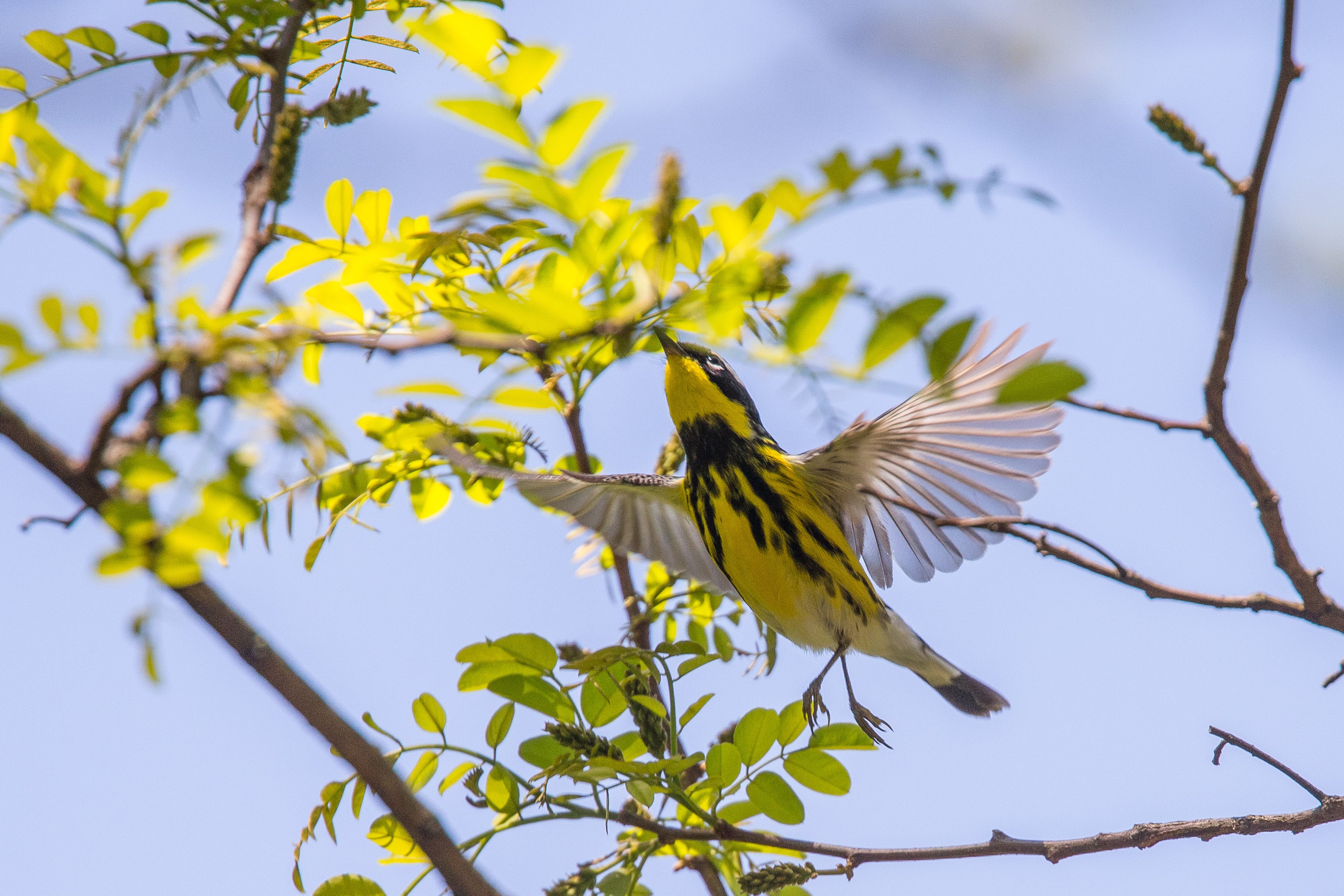 Magnolia Warbler-6.jpg