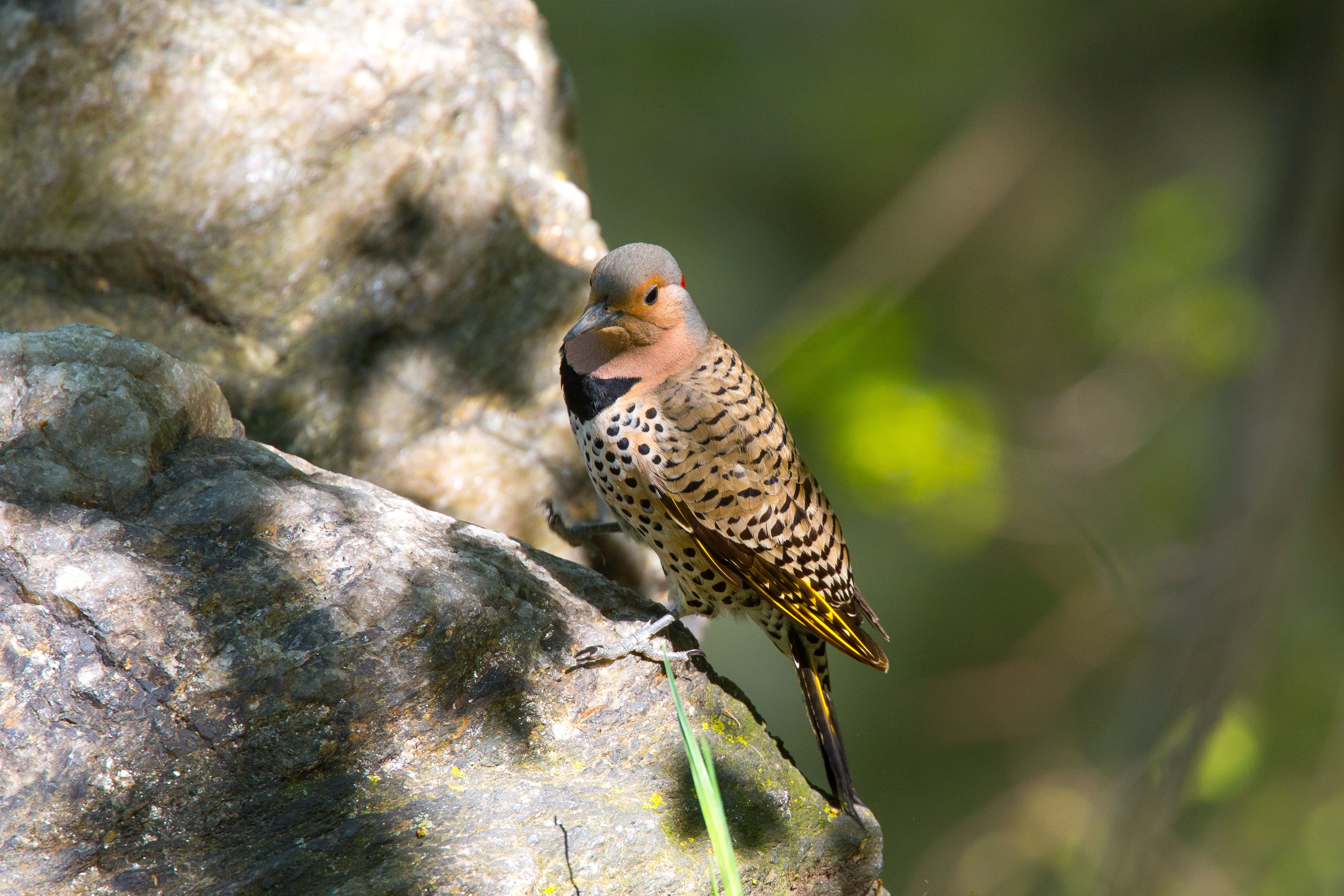 Northern Flicker-3.jpg