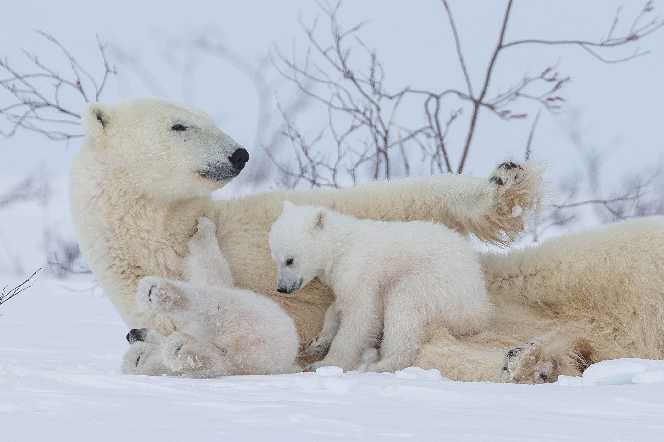 Polar Bear Newborn Cubs Arctic Wildlife Photography Polar Bear Images