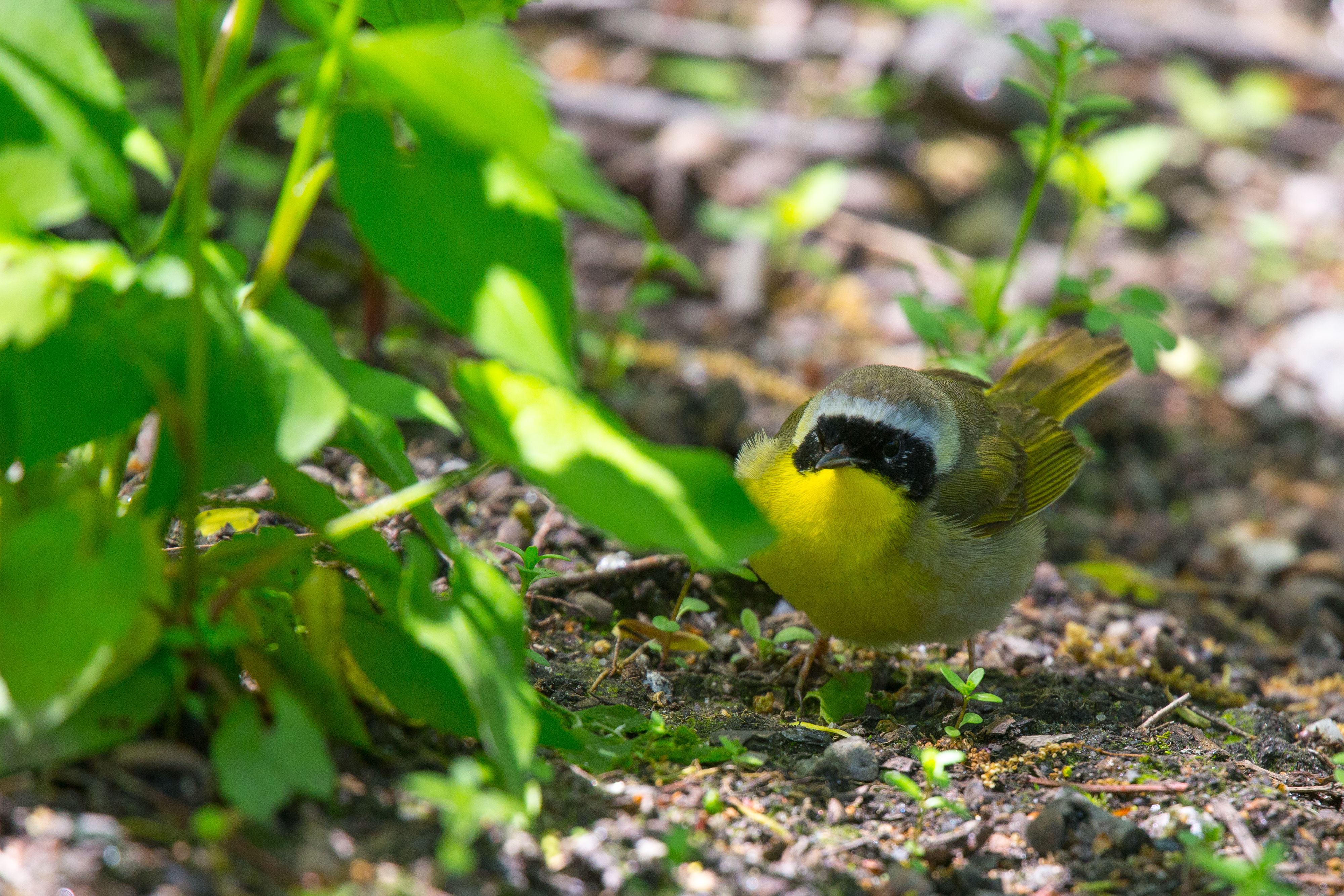 Common Yellowthroat-2.jpg
