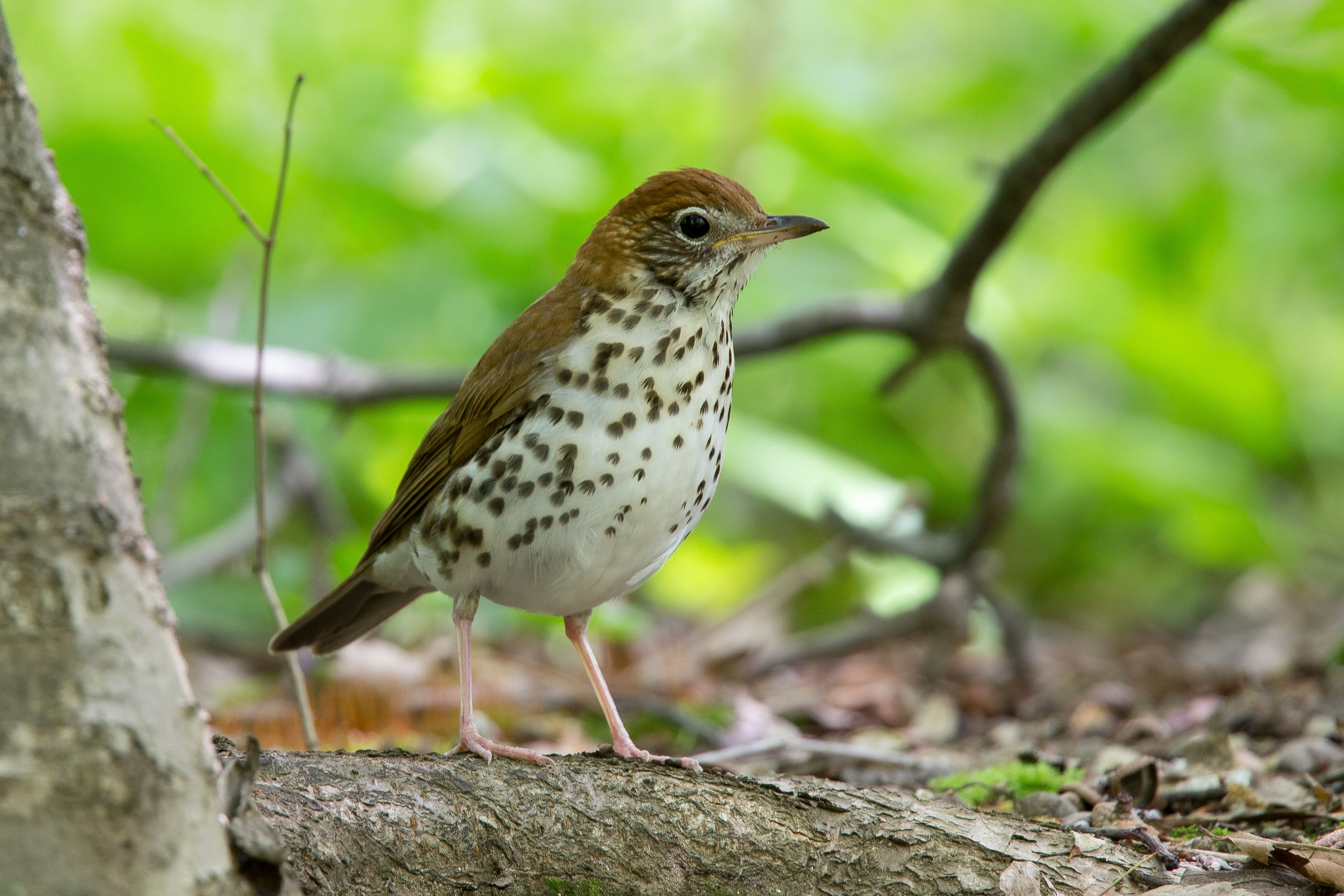 Wood Thrush-4.jpg