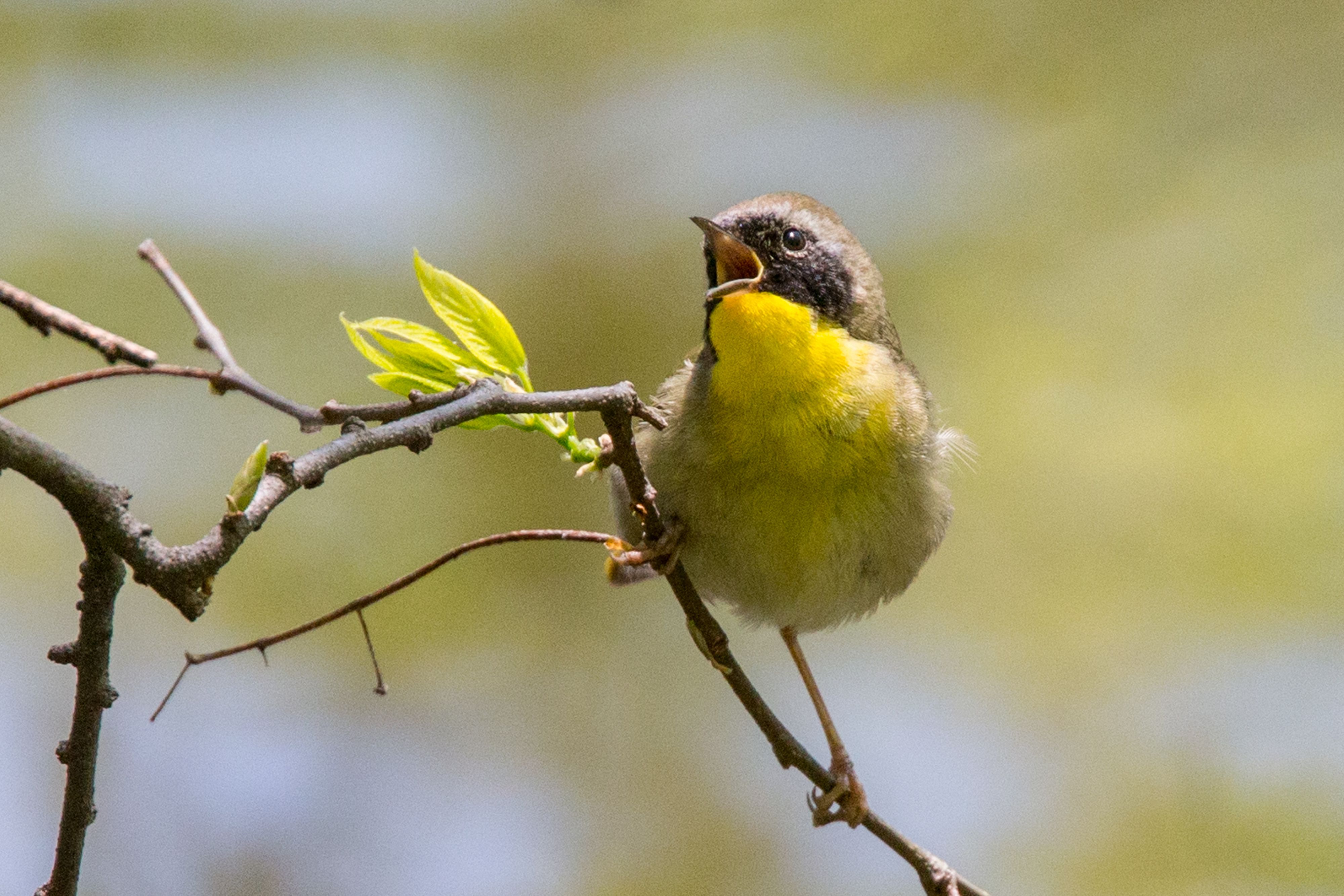 Common Yellowthroat-7.jpg